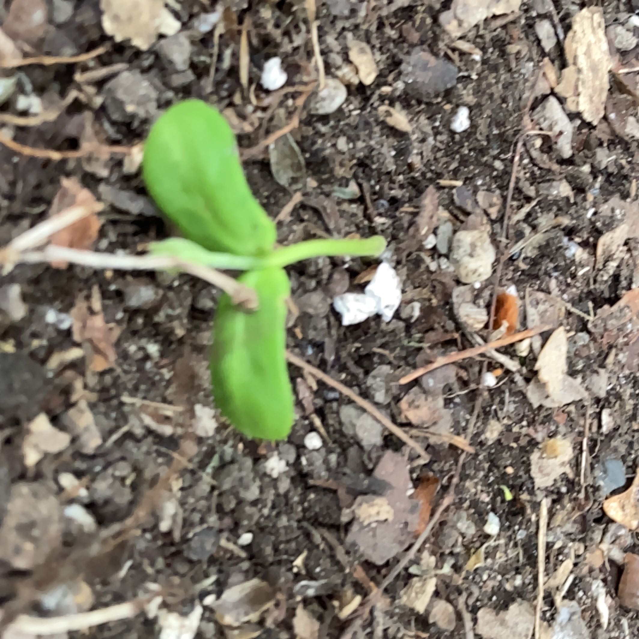 Photo of the plant species Checker Lily by @UberOakfern named Lola on Greg, the plant care app