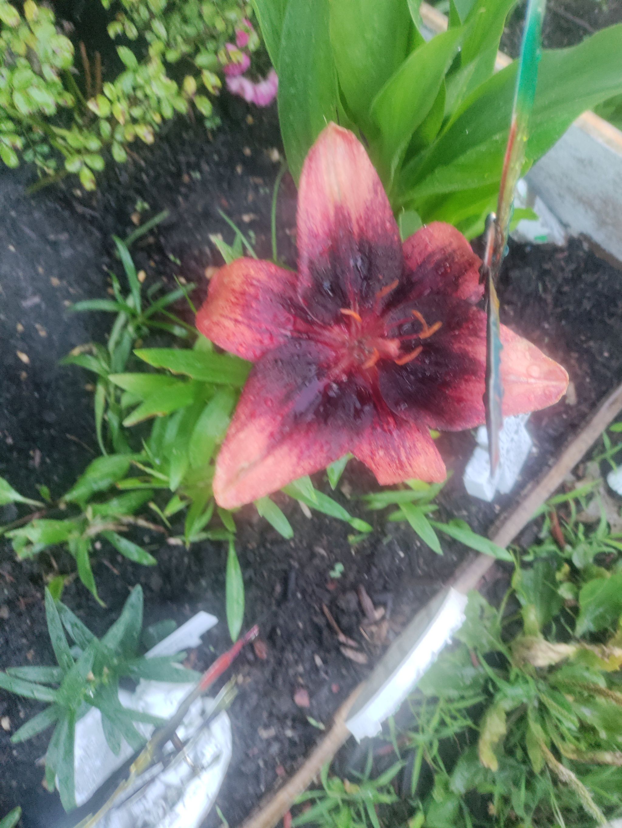 Photo of the plant species Lilium ‘Tiny Toons’ by @FacilePuka named Rosa on Greg, the plant care app