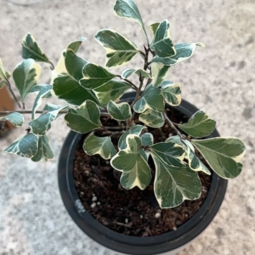 Photo of the plant species Triangle Ficus by @Kim1mass named Baesil on Greg, the plant care app