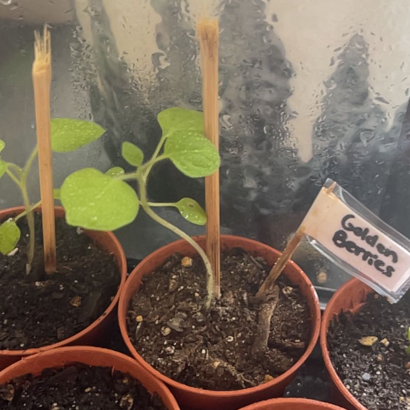 Photo of the plant species Virginia Ground Cherry by @FullKaramu named Marley on Greg, the plant care app