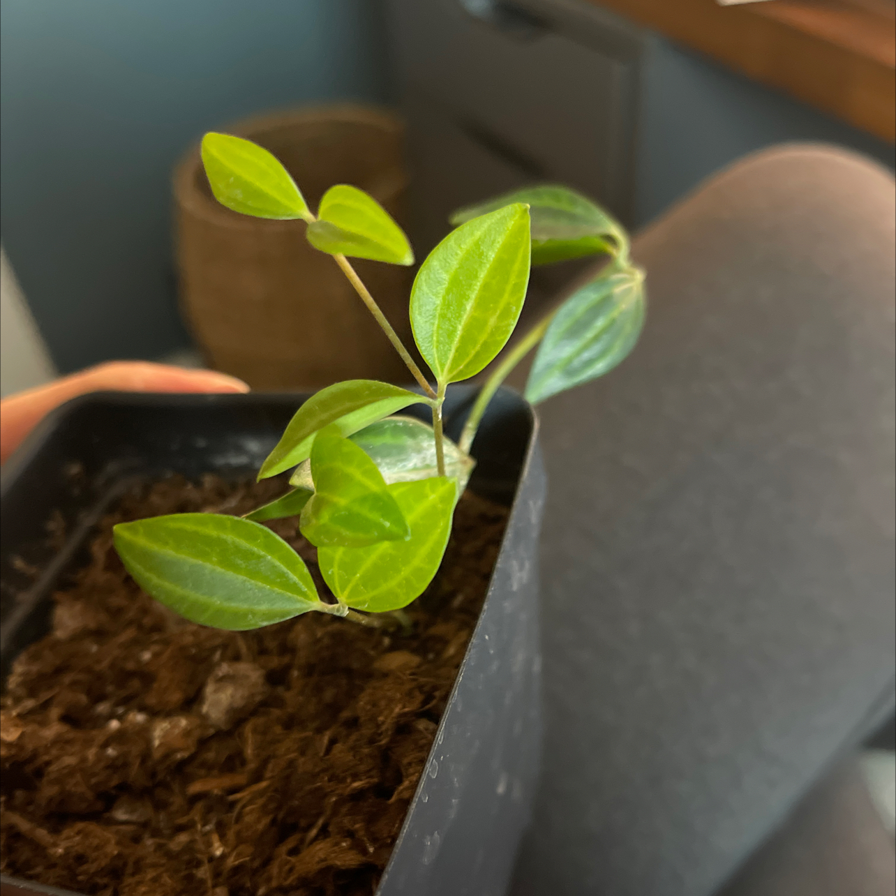 Radiator Plant in a black pot with green leaves and visible soil.