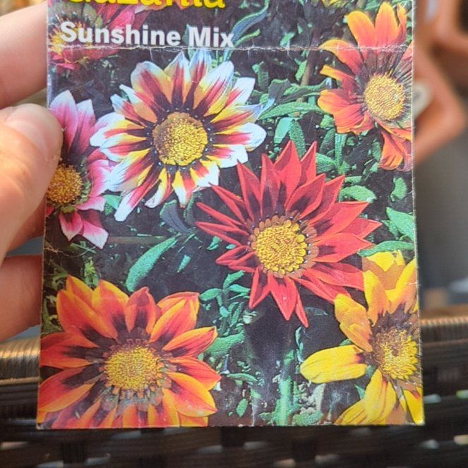 Photo of the plant species Treasure Flower by @CleanCorncob named Osmo on Greg, the plant care app