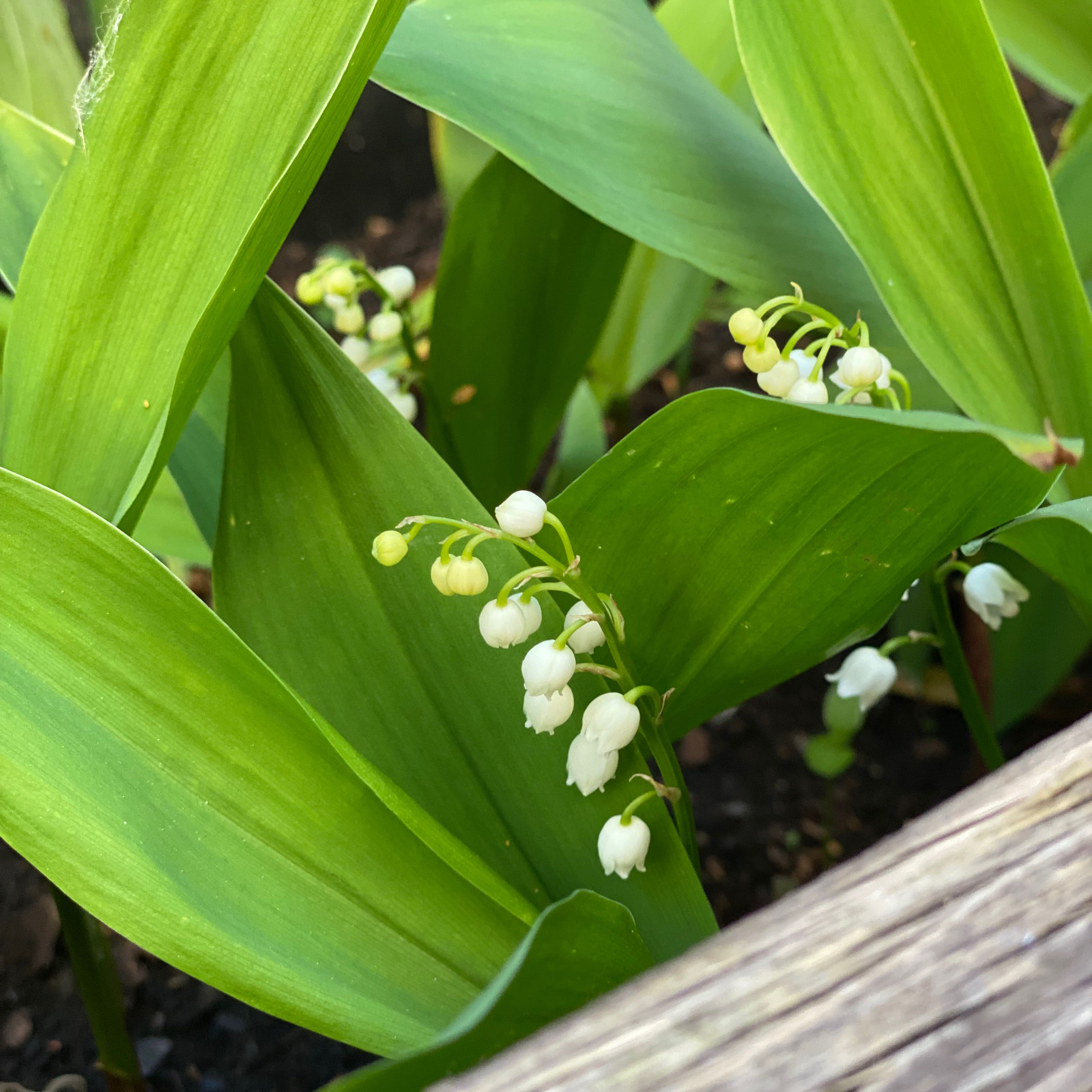 Lily-of-the-Valley plant with green leaves and white bell-shaped flowers.