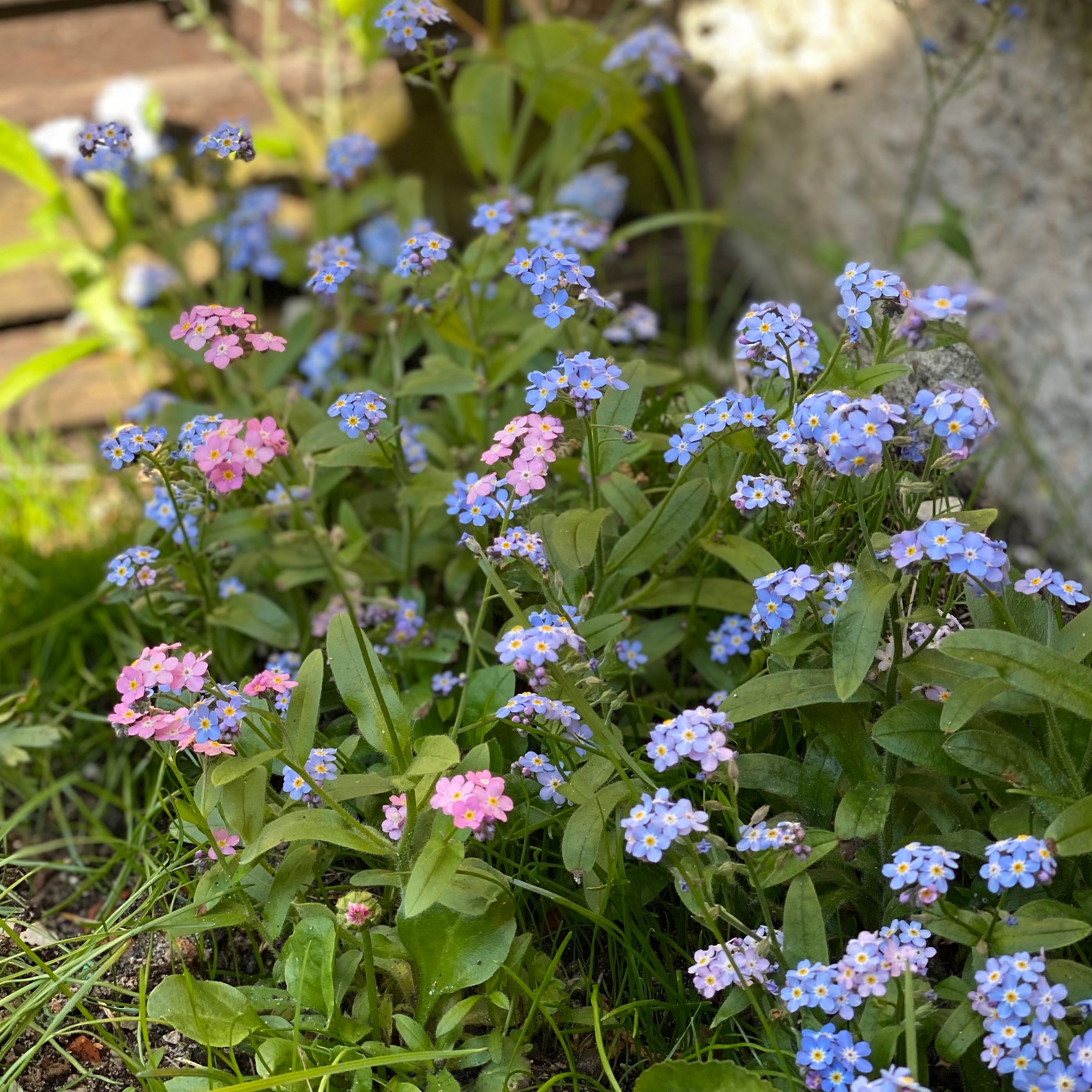 Cluster of Forget-Me-Not plants with blue and pink flowers, appearing healthy.
