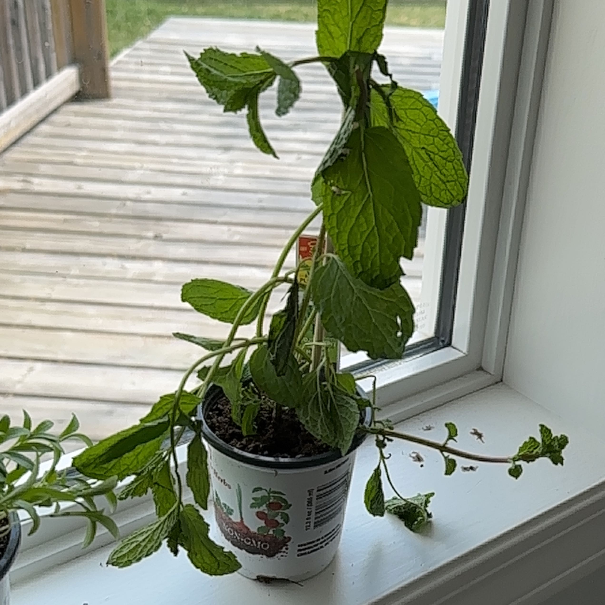 Potted Mojito Mint plant on a windowsill, slightly wilted with visible soil.