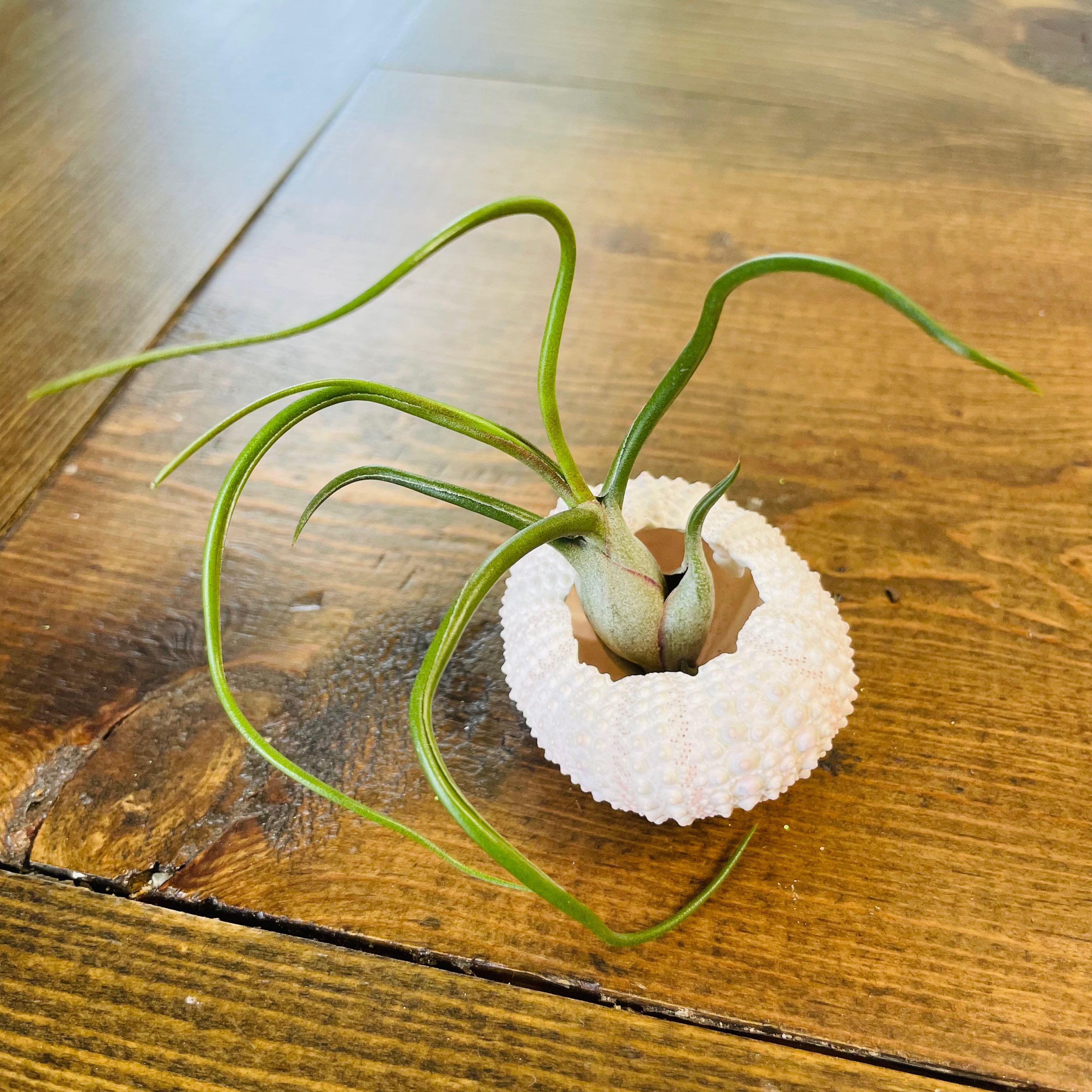 Photo of the plant species Guatemala Air Plant by @Soulshine named Pedro on Greg, the plant care app