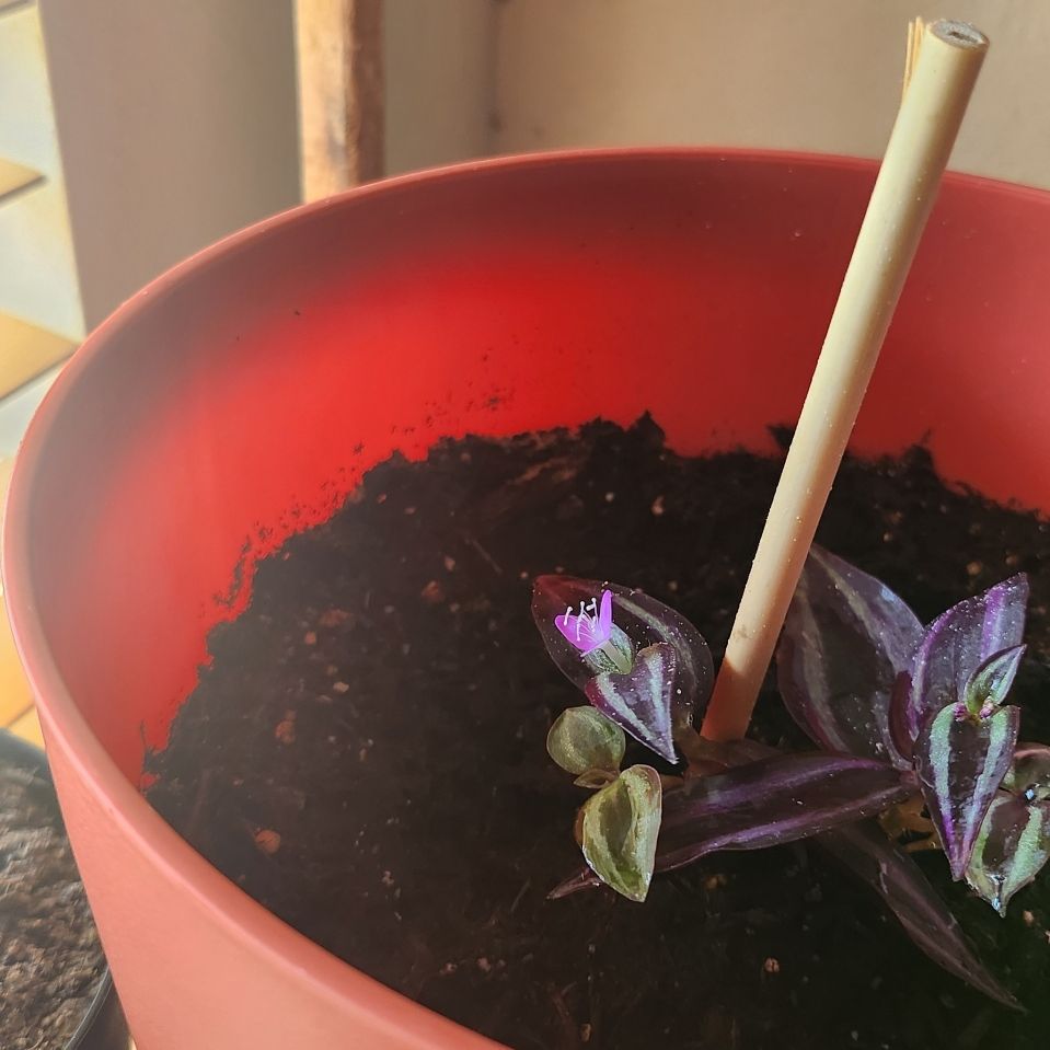 Photo of the plant species Tradescantia zebrina 'Purple Passion' by @SteamyTievine named Vivi on Greg, the plant care app
