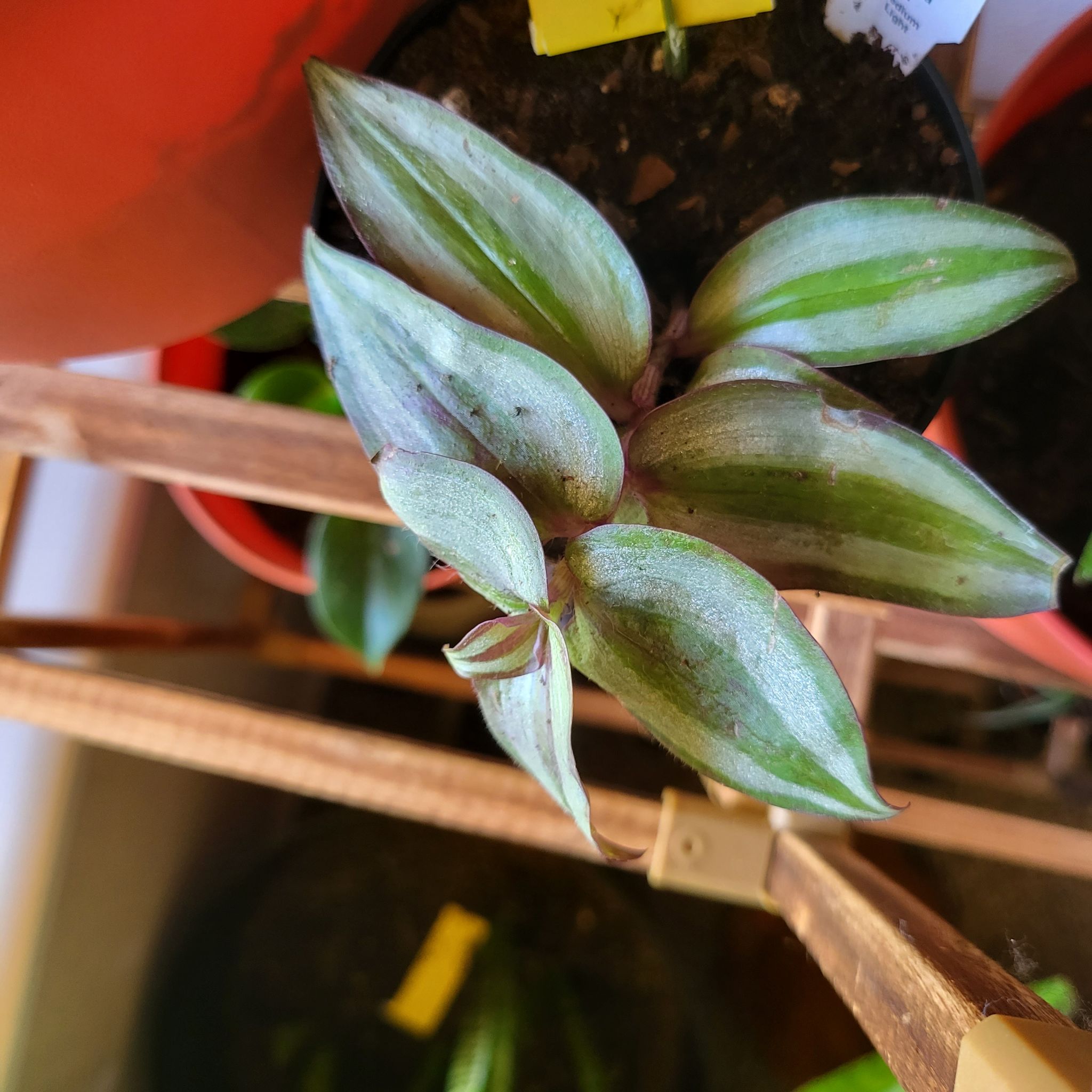 Wandering Dude 'Burgundy' plant in a pot with visible soil, well-framed and healthy.