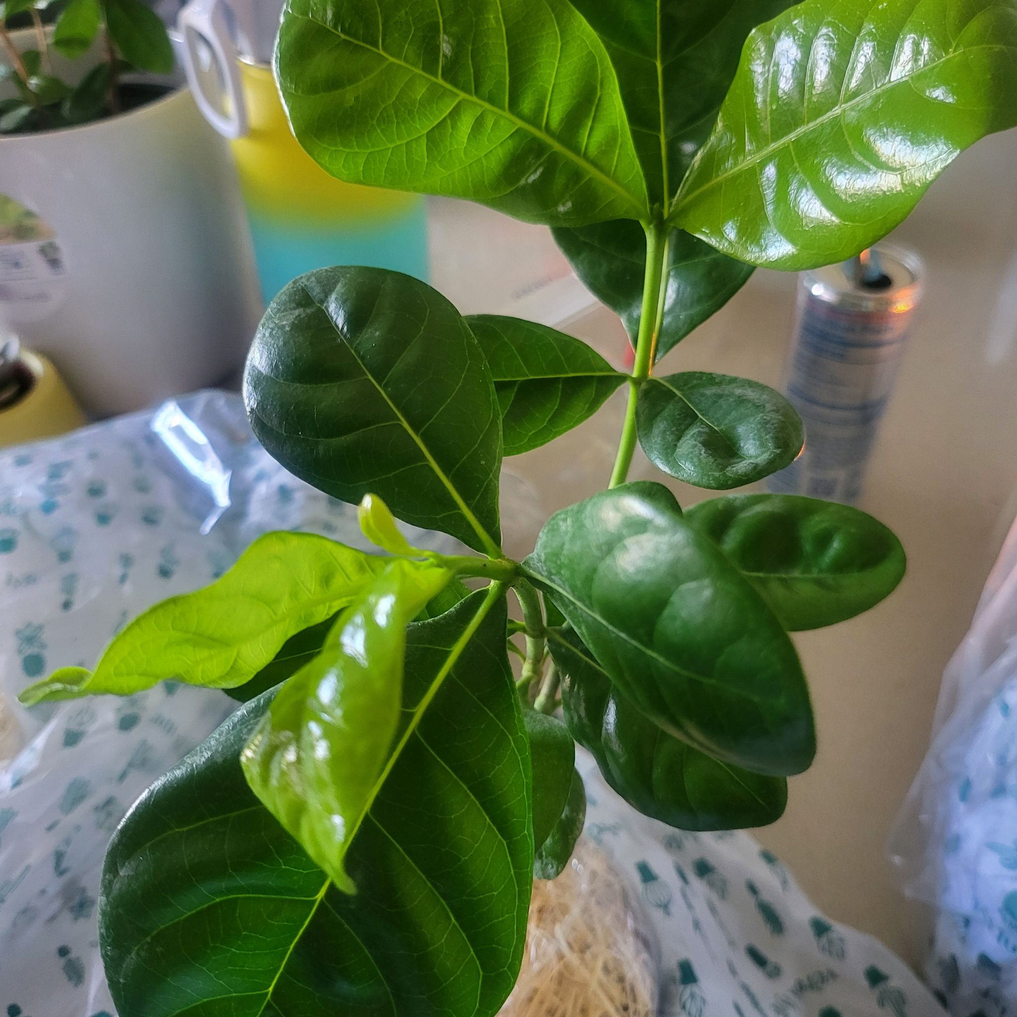 Photo of the plant species Tahitian Gardenia by @SteamyTievine named Journey on Greg, the plant care app