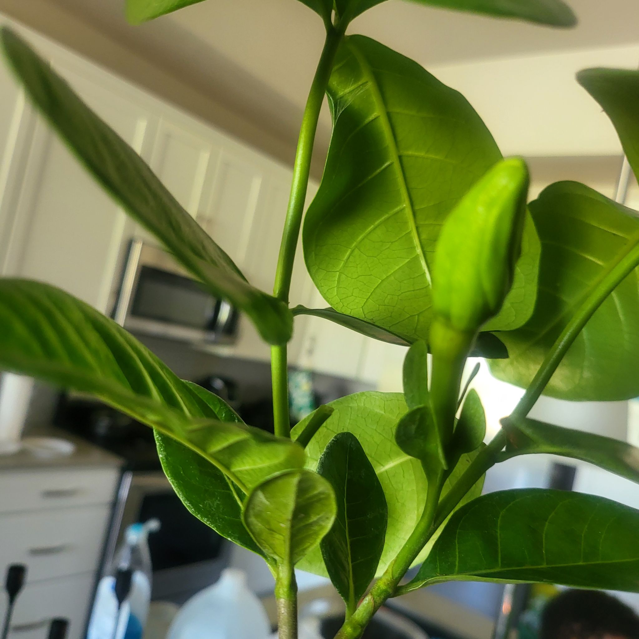 Photo of the plant species Tahitian Gardenia by @SteamyTievine named Bella on Greg, the plant care app