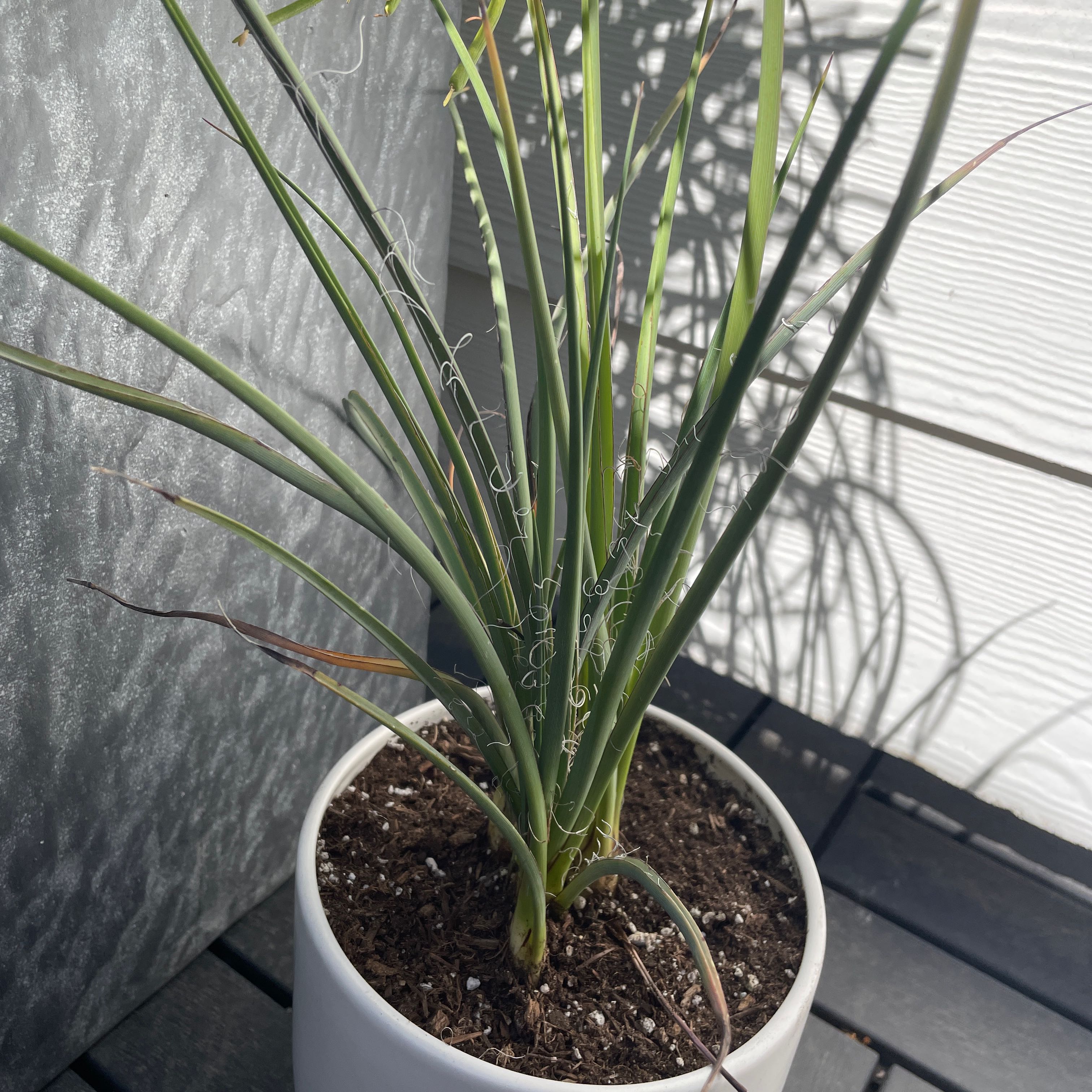 Why Is My Red Yucca Dropping Leaves?