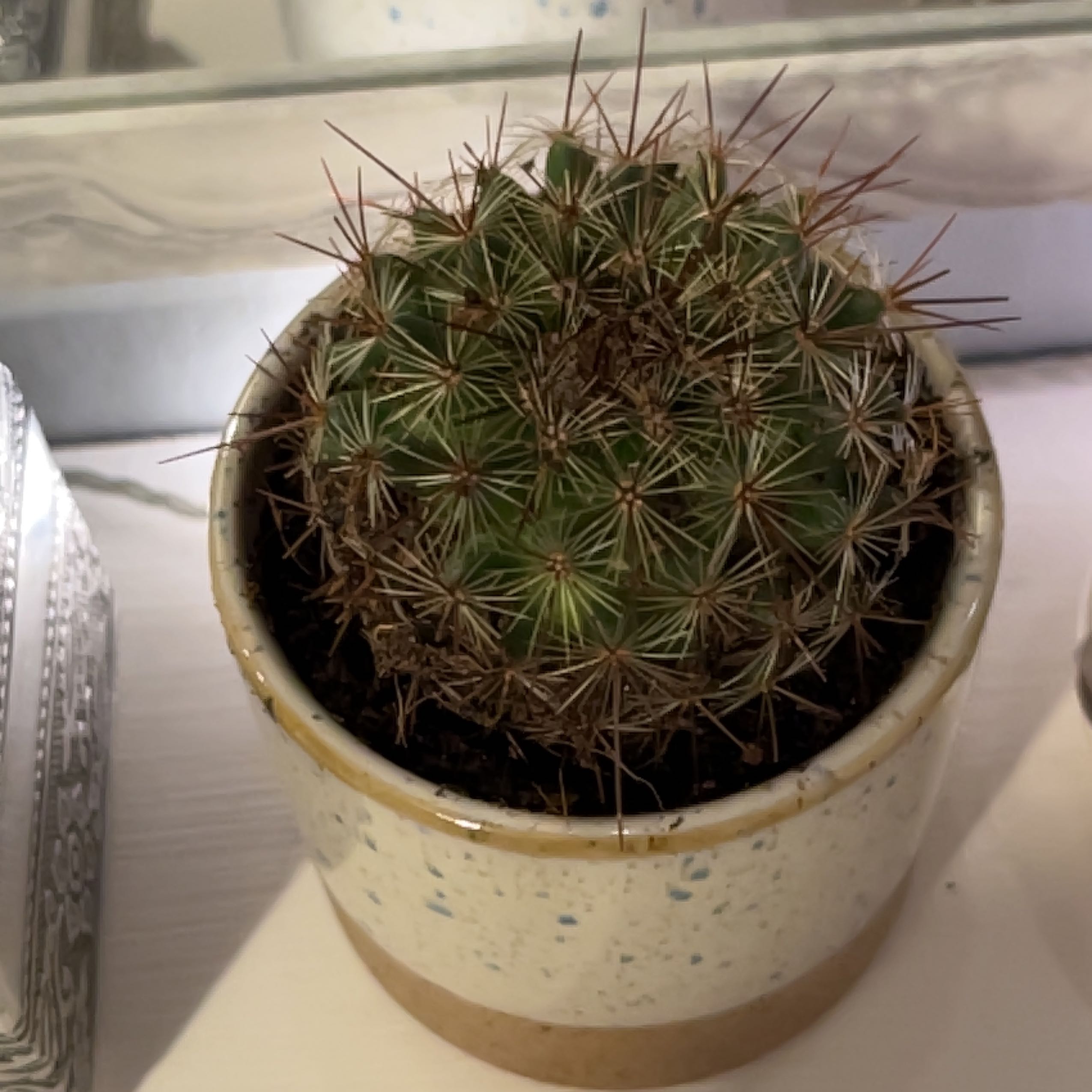 Chihuahuan Beehive cactus in a ceramic pot, well-centered and healthy.