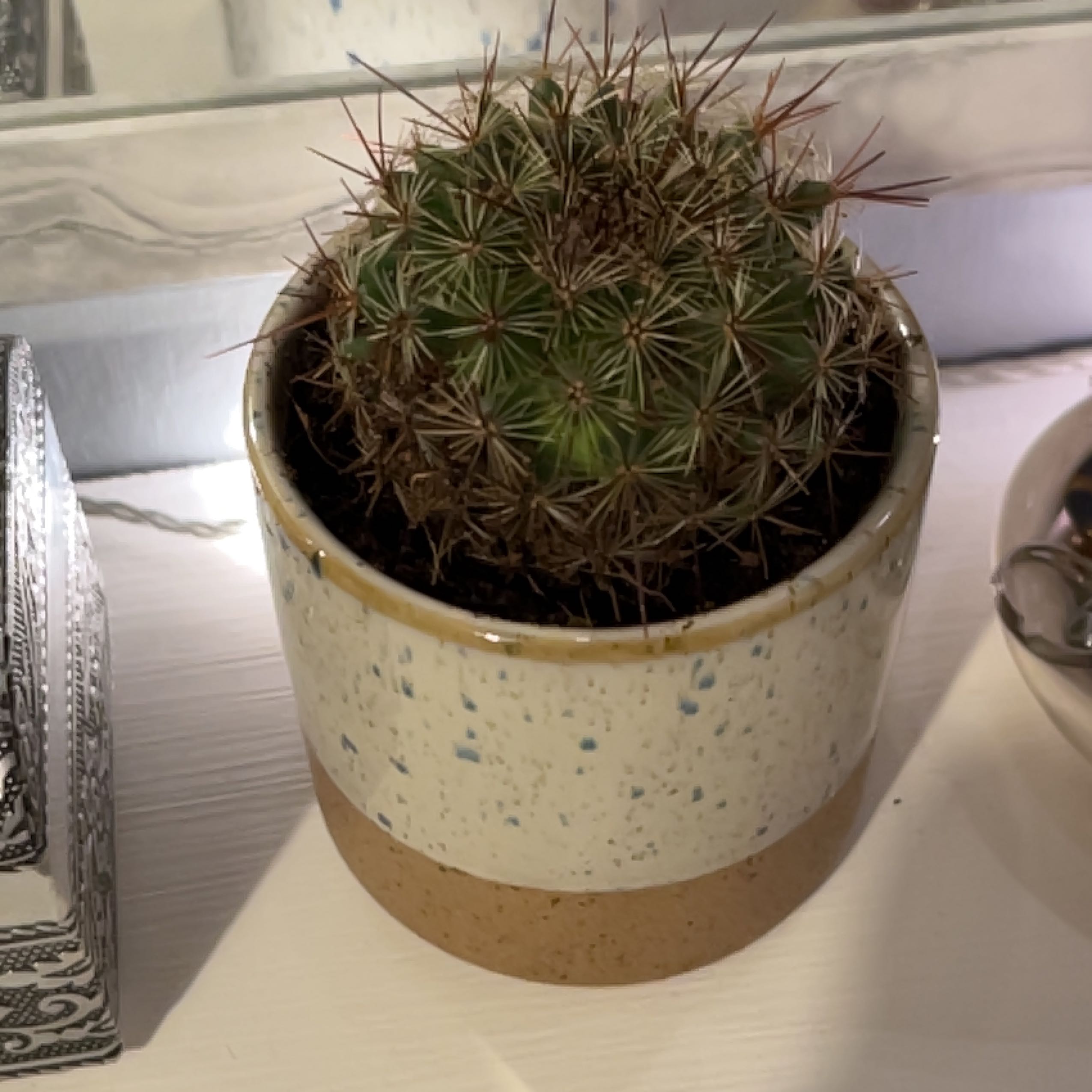 Chihuahuan Beehive cactus in a ceramic pot, appears healthy.