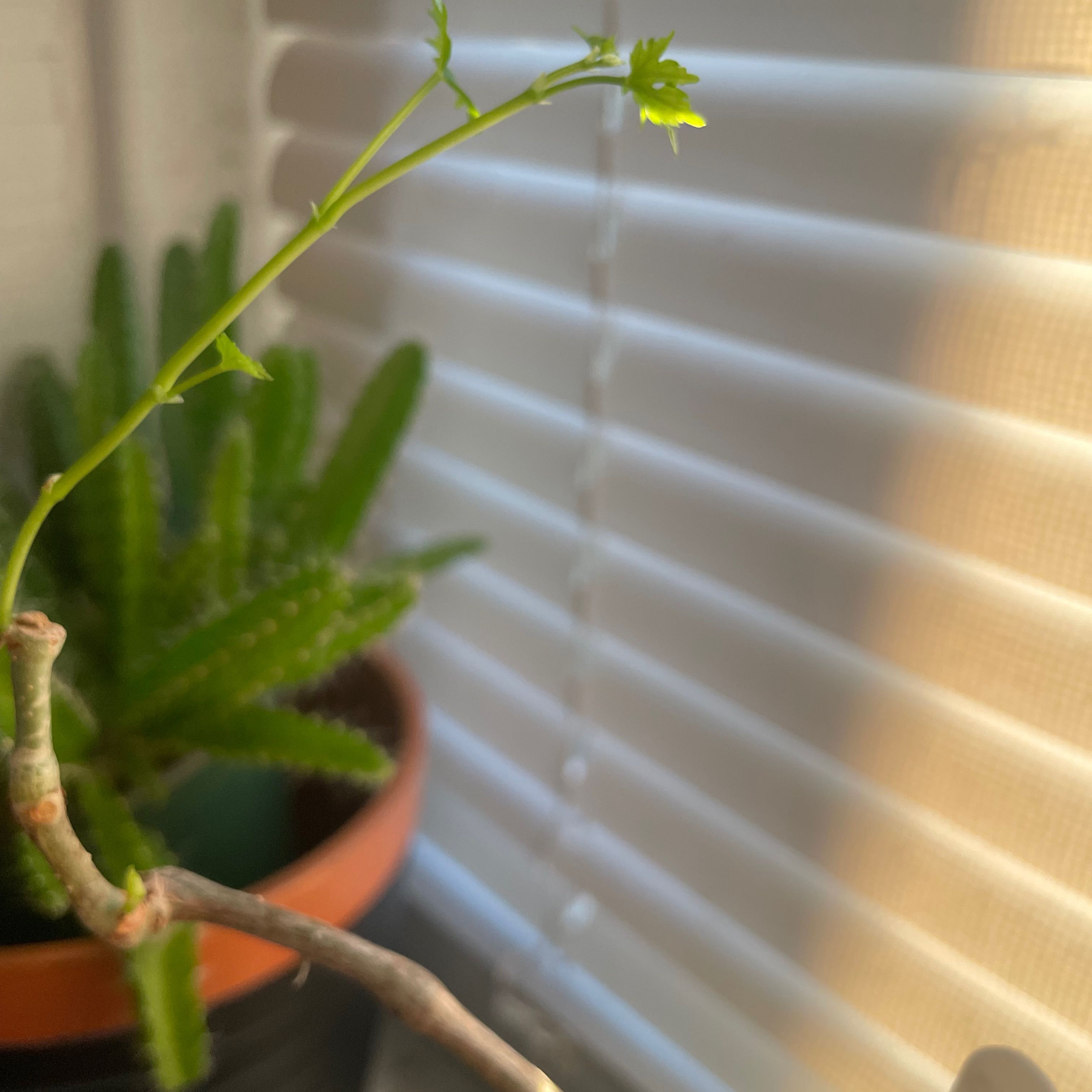 Photo of the plant species Cissus tiliacea by @NewFriarscowl named Cyrus on Greg, the plant care app