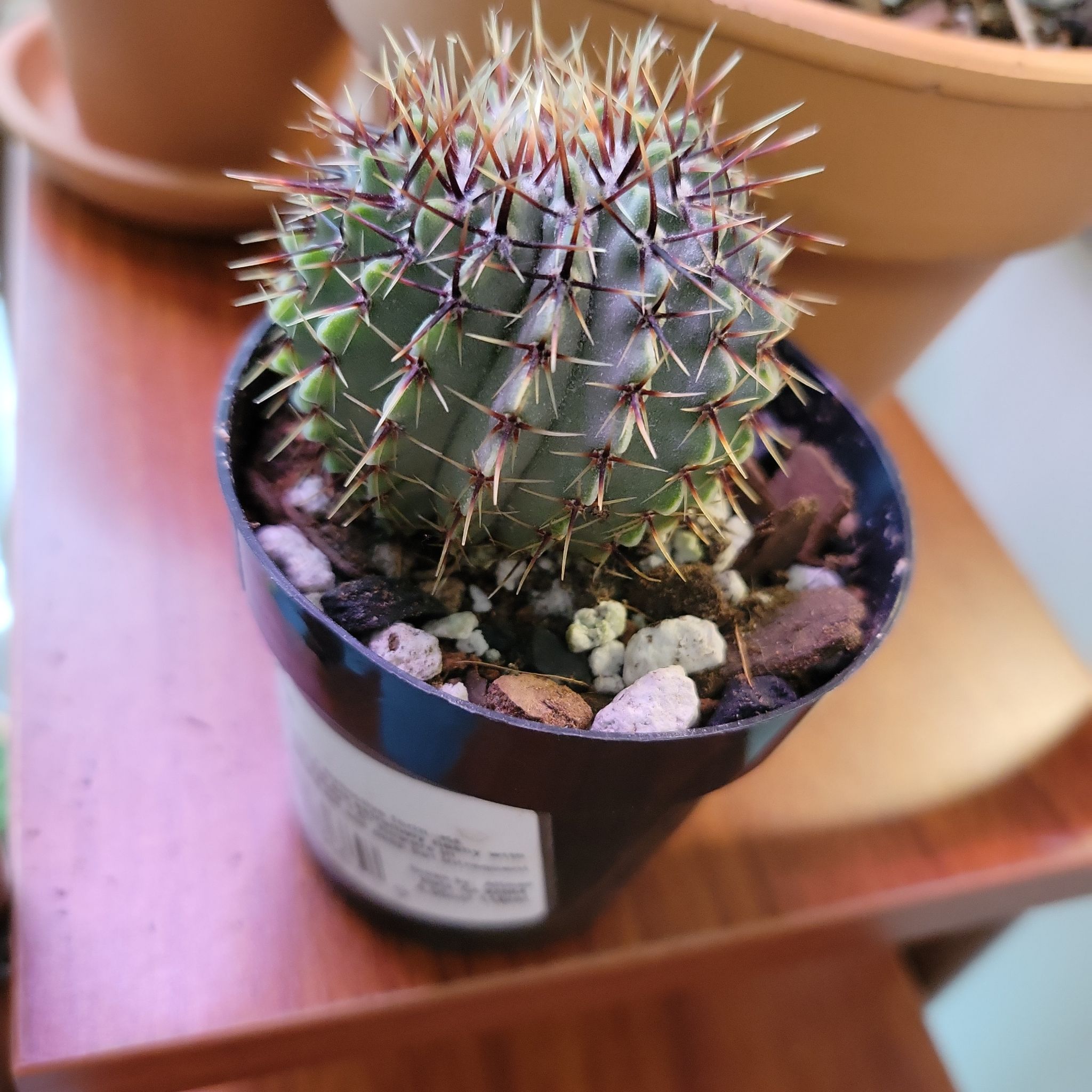 Photo of the plant species Notocactus buiningii by @AgelessCalethea named Sanders on Greg, the plant care app
