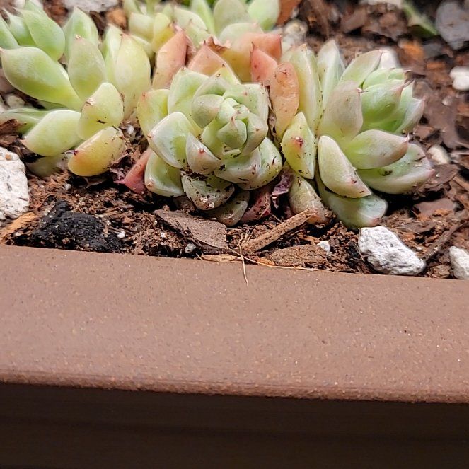 Photo of the plant species Echeveria 'Alba Beauty' by @AgelessCalethea named Keanu Leaves on Greg, the plant care app
