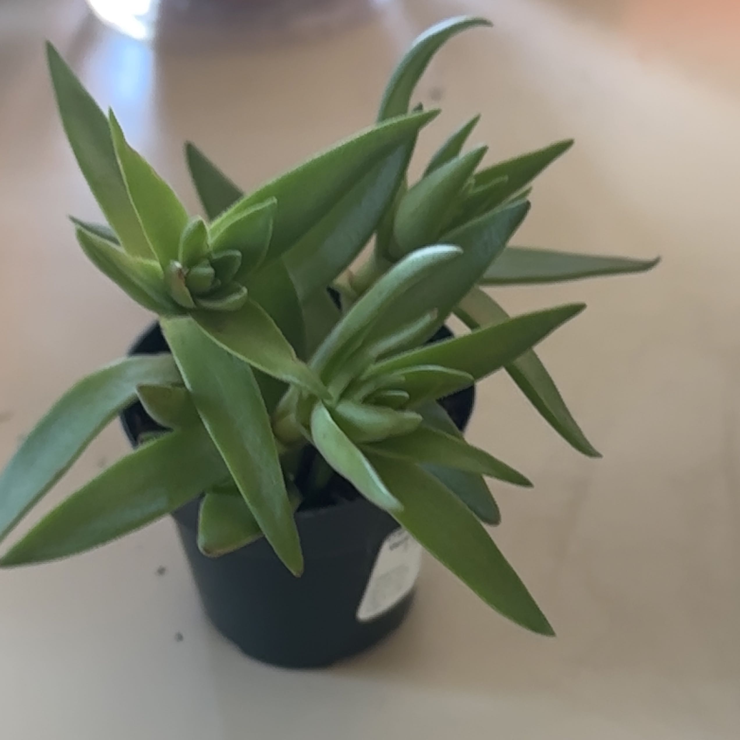 Photo of the plant species Pagoda Village by @ZealousDropwort named Rainier on Greg, the plant care app