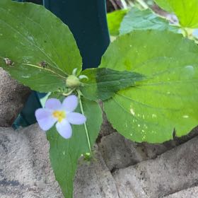 Photo of the plant species Great White Trillium by @SpicyHoyaburma named Wall-E on Greg, the plant care app