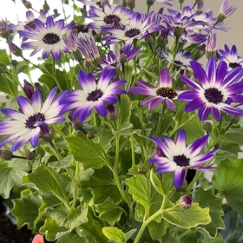 Photo of the plant species Purple Daisy by @PrincessHoupara named Delilah on Greg, the plant care app