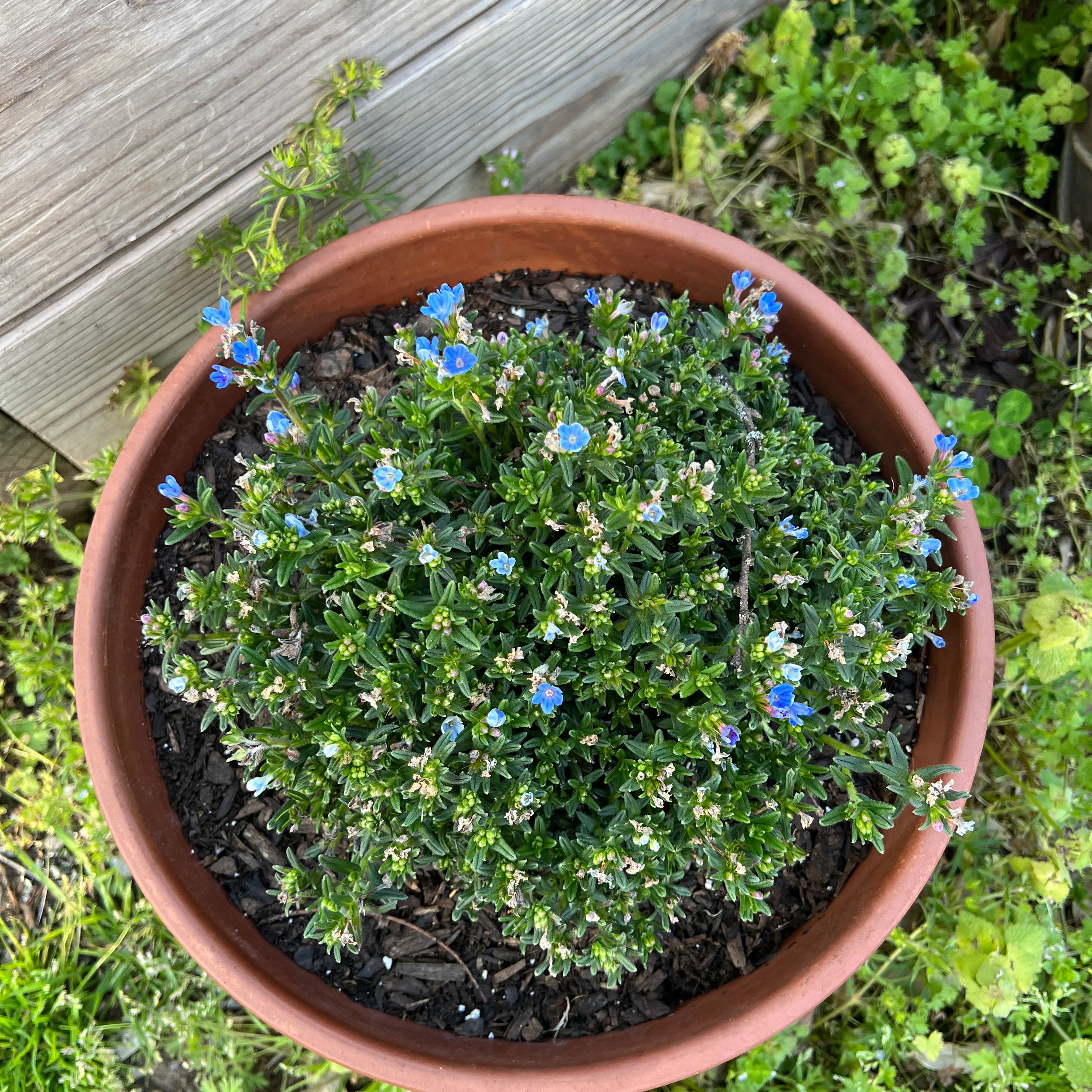 Photo of the plant species Glandora diffusa by @HardySuperchili named Apollo on Greg, the plant care app