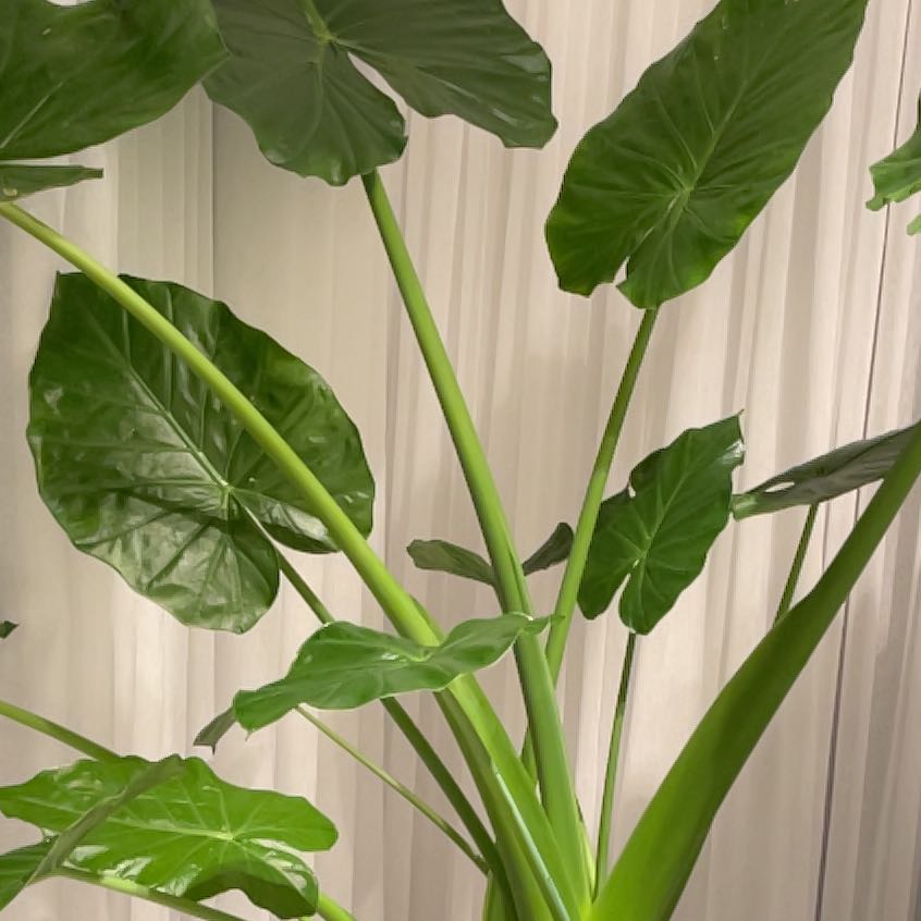 Giant Taro uploaded to the Greg plant app by @LargeAtom