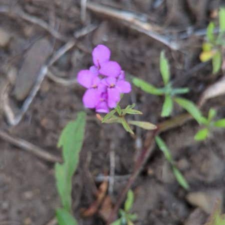 Photo of the plant species Iberis Umbellata by @WhizCapeweed named Fernie Mac on Greg, the plant care app