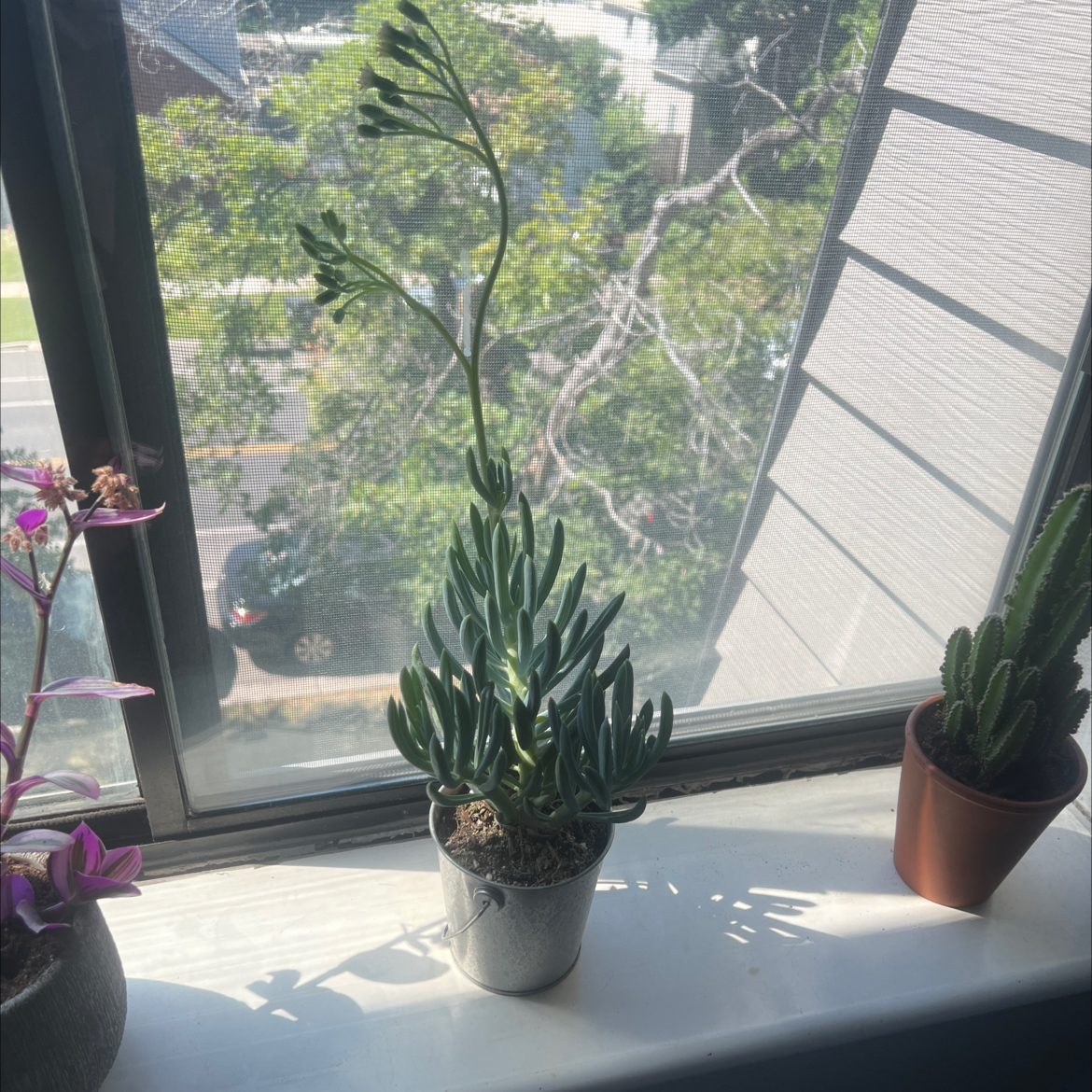Narrow-Leaf Chalk Sticks plant on a windowsill with other potted plants.