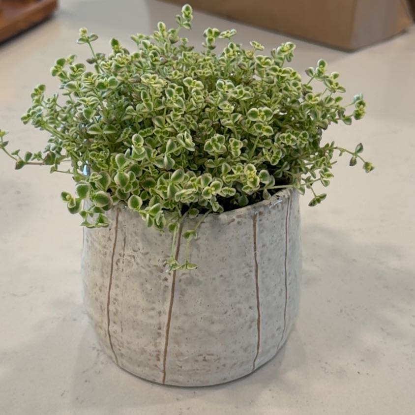Photo of the plant species Sedum 'Little Missy' by @emmaner named Missy on Greg, the plant care app