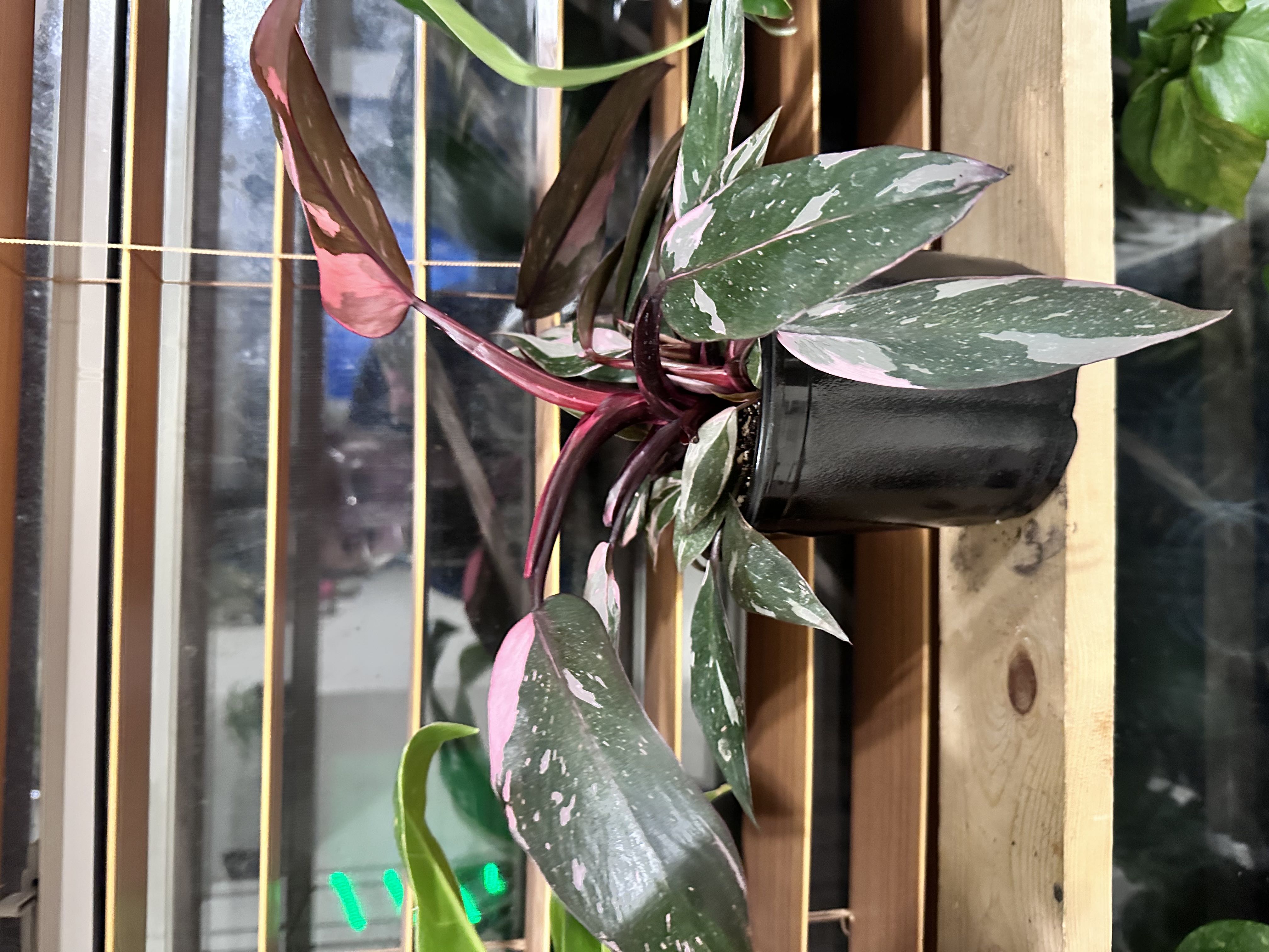 Photo from the post