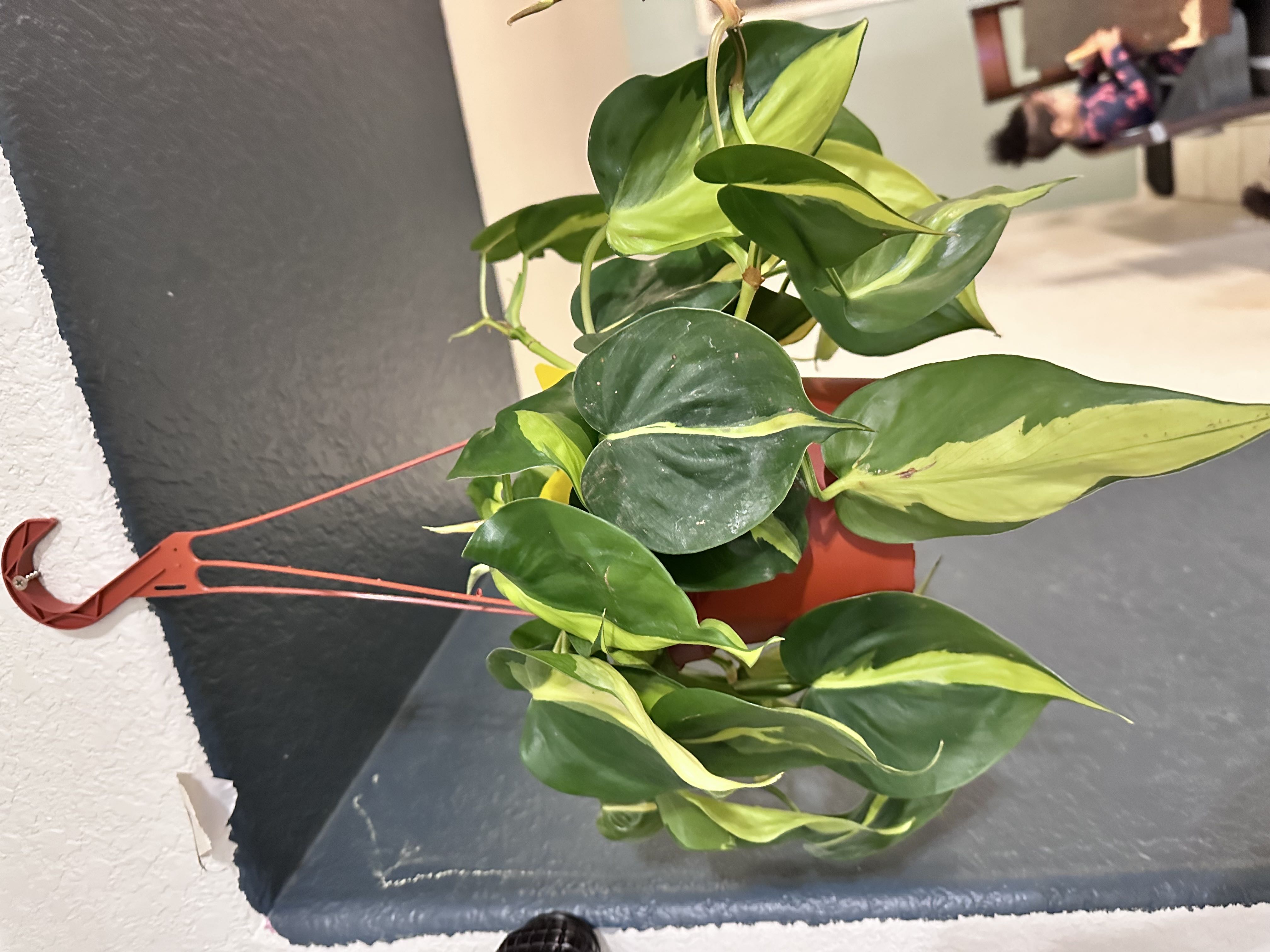 Photo from the post