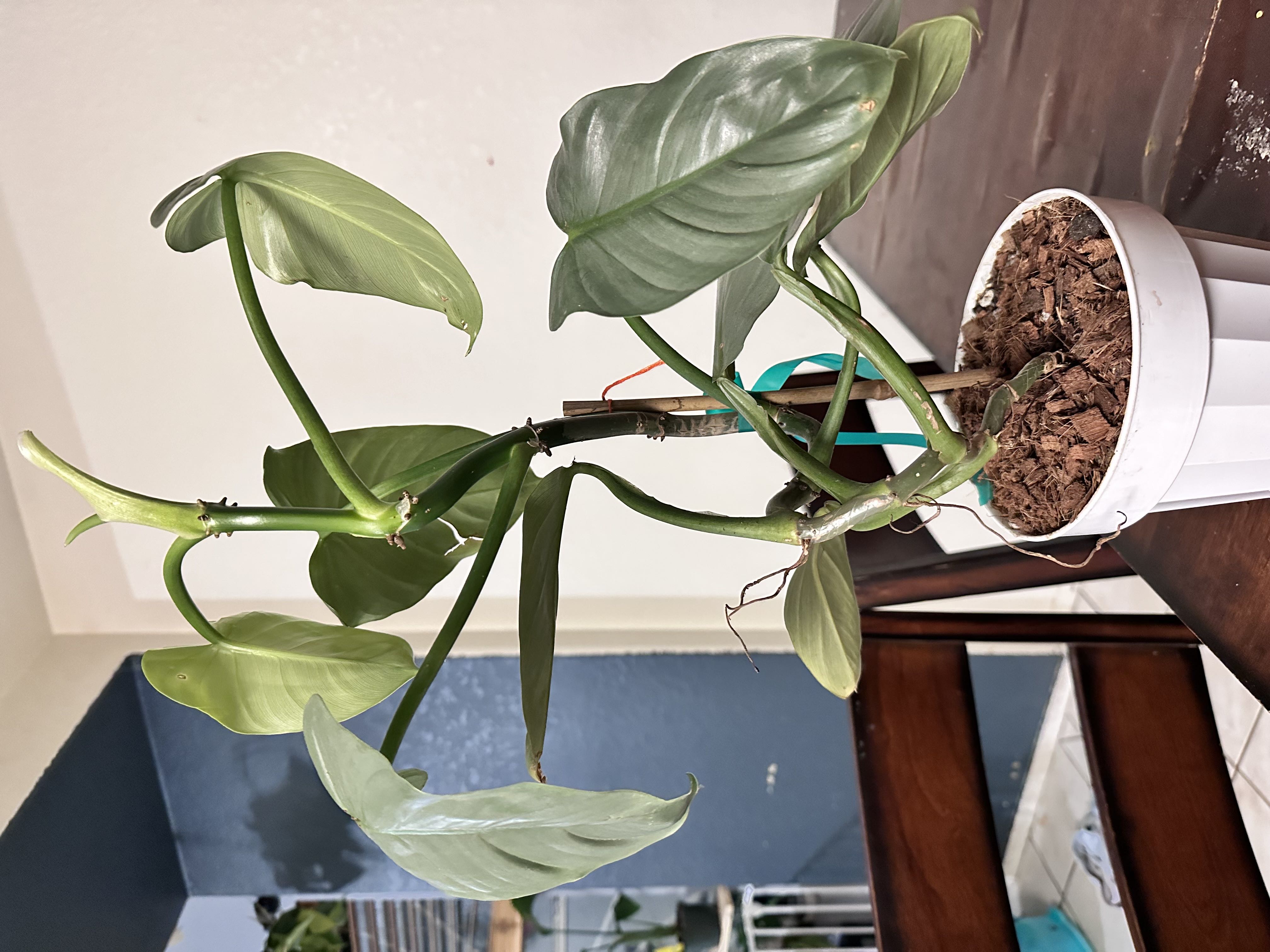 Photo from the post