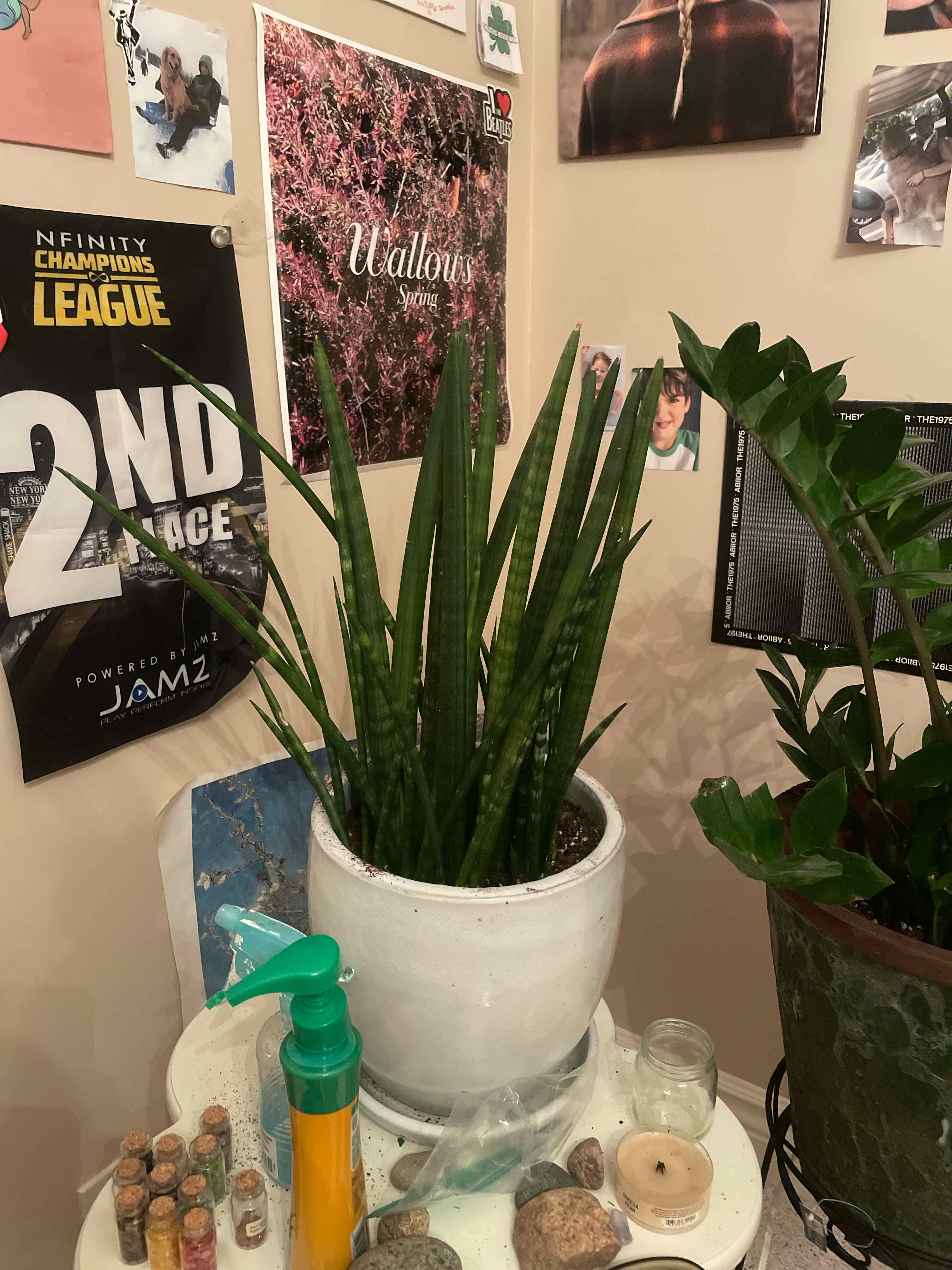 Cylindrical Snake Plant plant photo by @ashleylq named Your plant on Greg, the plant care app.