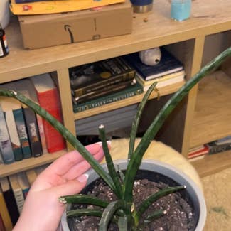 Cylindrical Snake Plant plant in Clarkston, Michigan