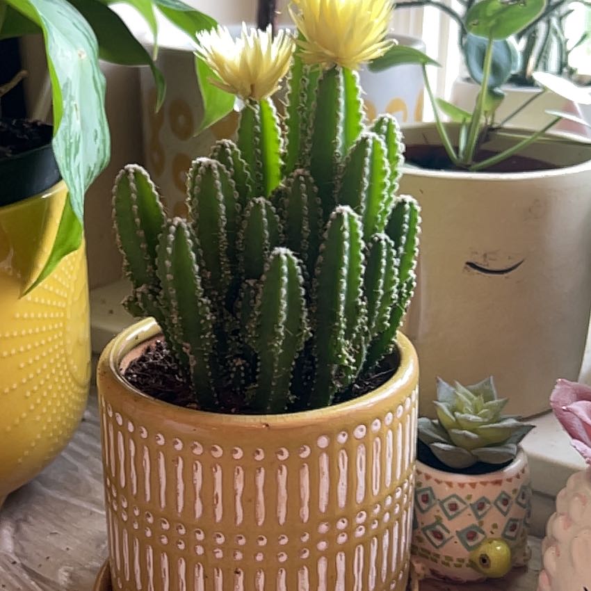 Fairy Castle Cactus in a decorative pot, flowering with yellow blooms.