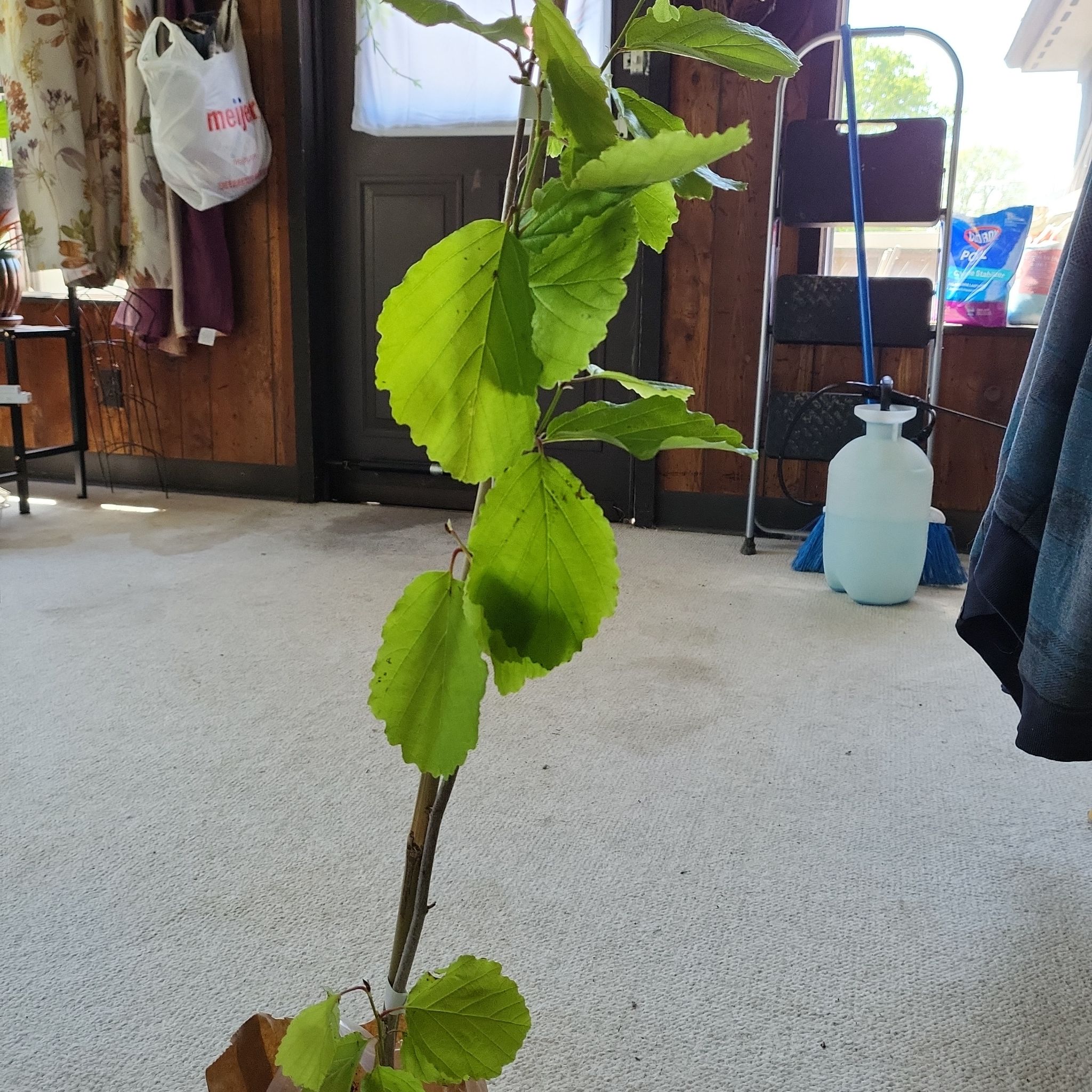 Photo of the plant species Witch Hazel by @ZestyFlyagaric named Hazel on Greg, the plant care app