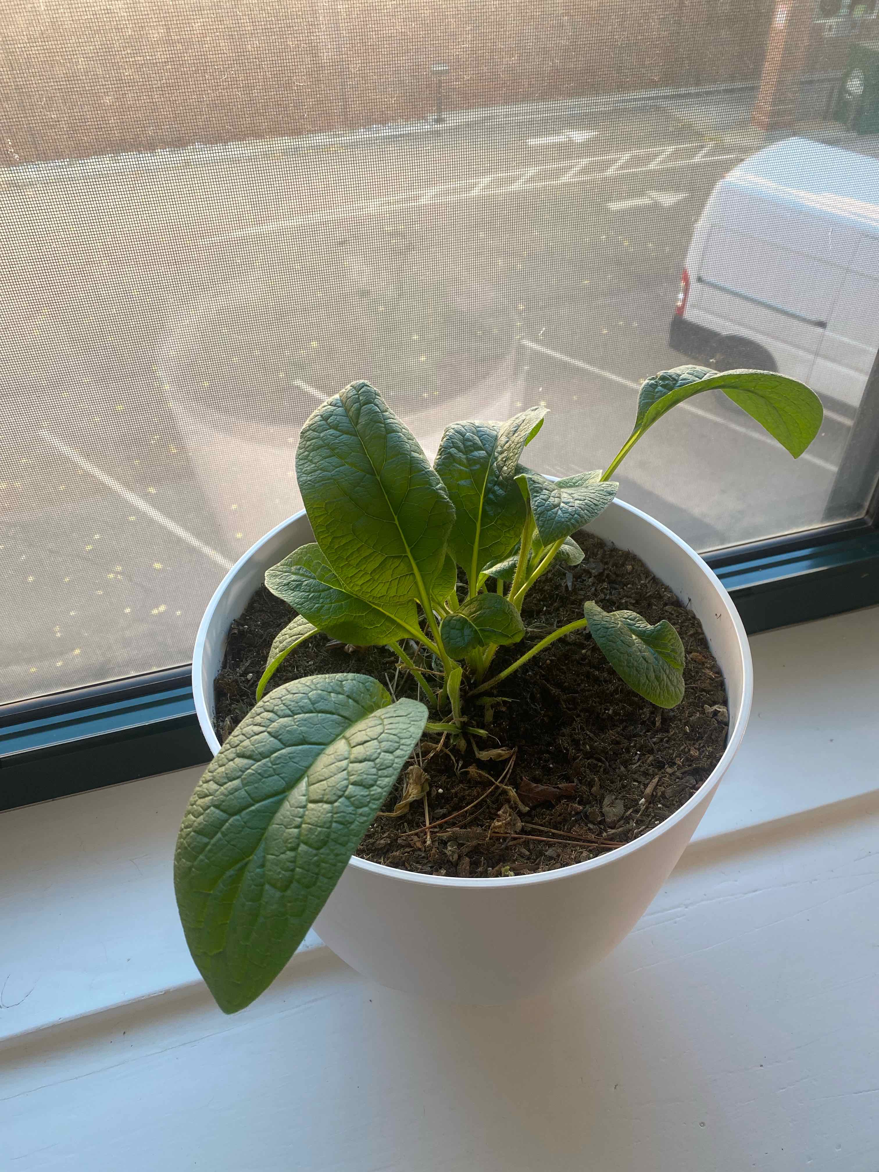 Photo of the plant species Comfrey by @AssuredHornwort named Tolkien on Greg, the plant care app