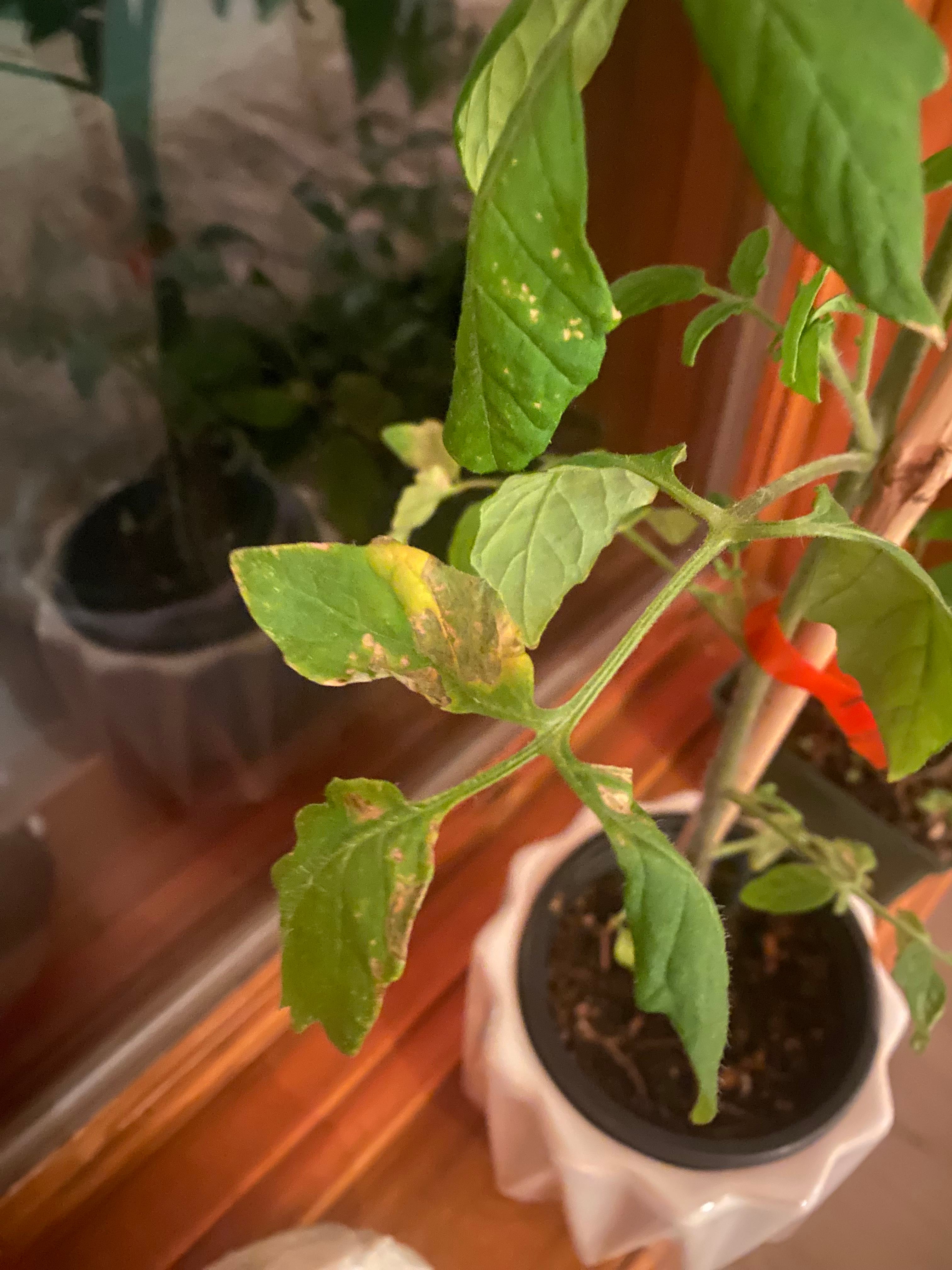 Tomatillo Leaves Curling 5 Expert Tips to Revive Your Plants