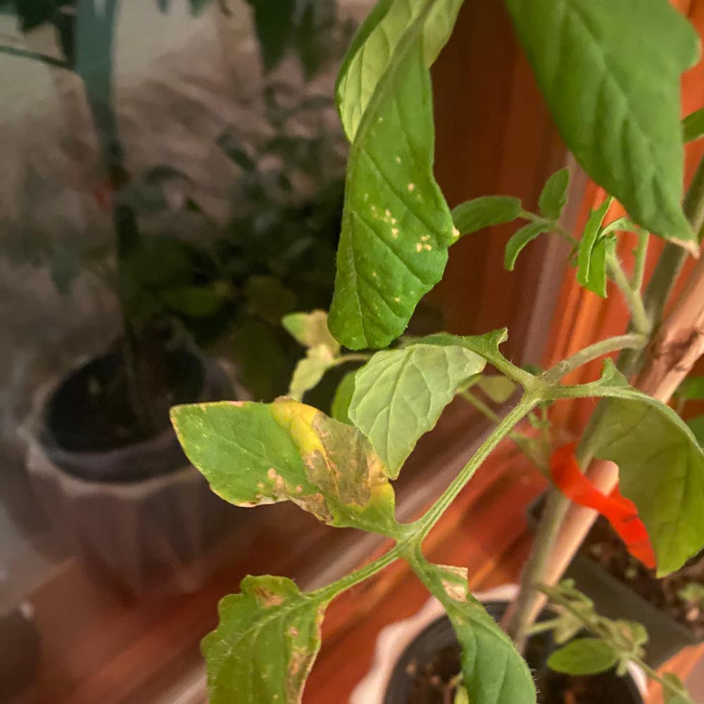 Brandywine tomato: growing, plant care & more - Plantura