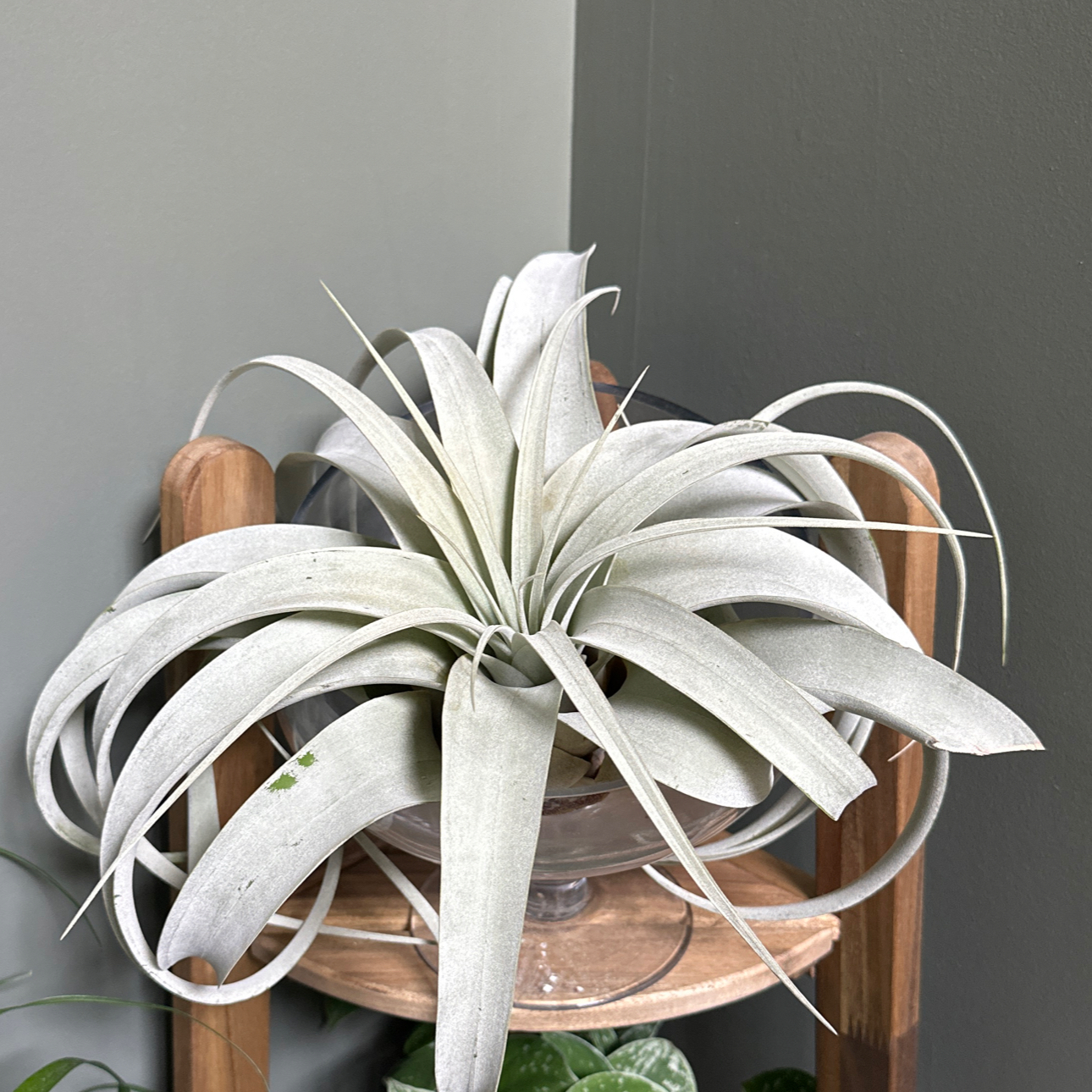 Tillandsia Xerographica uploaded to the Greg plant app by @GoGoBunny