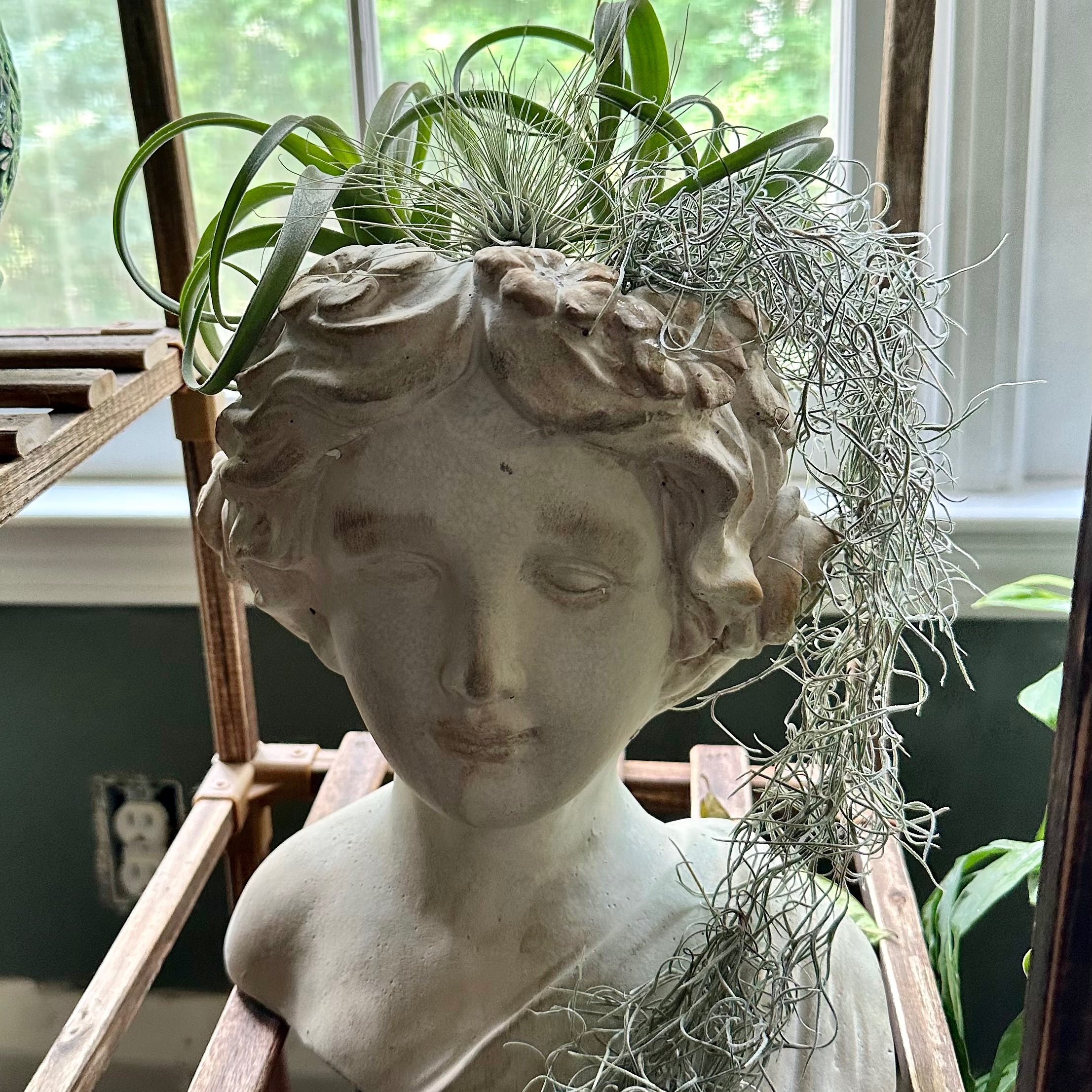 Tillandsia andreana plant in a decorative head-shaped planter with a window in the background.