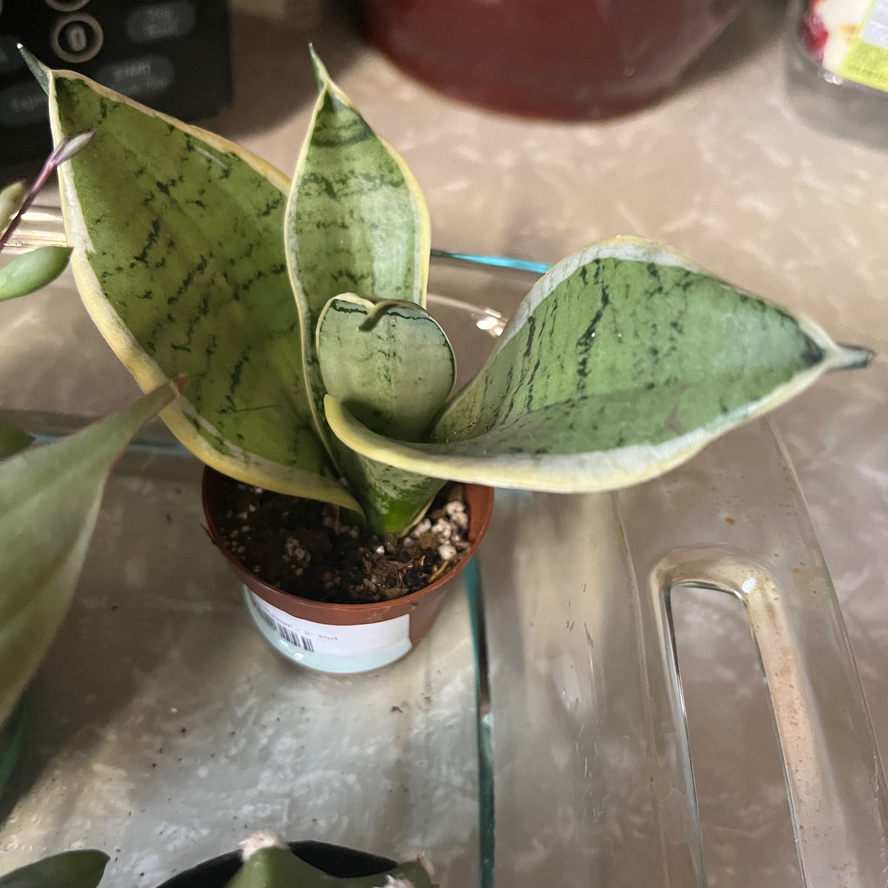 Sansevieria Night Owl plant in a small pot with green variegated leaves.