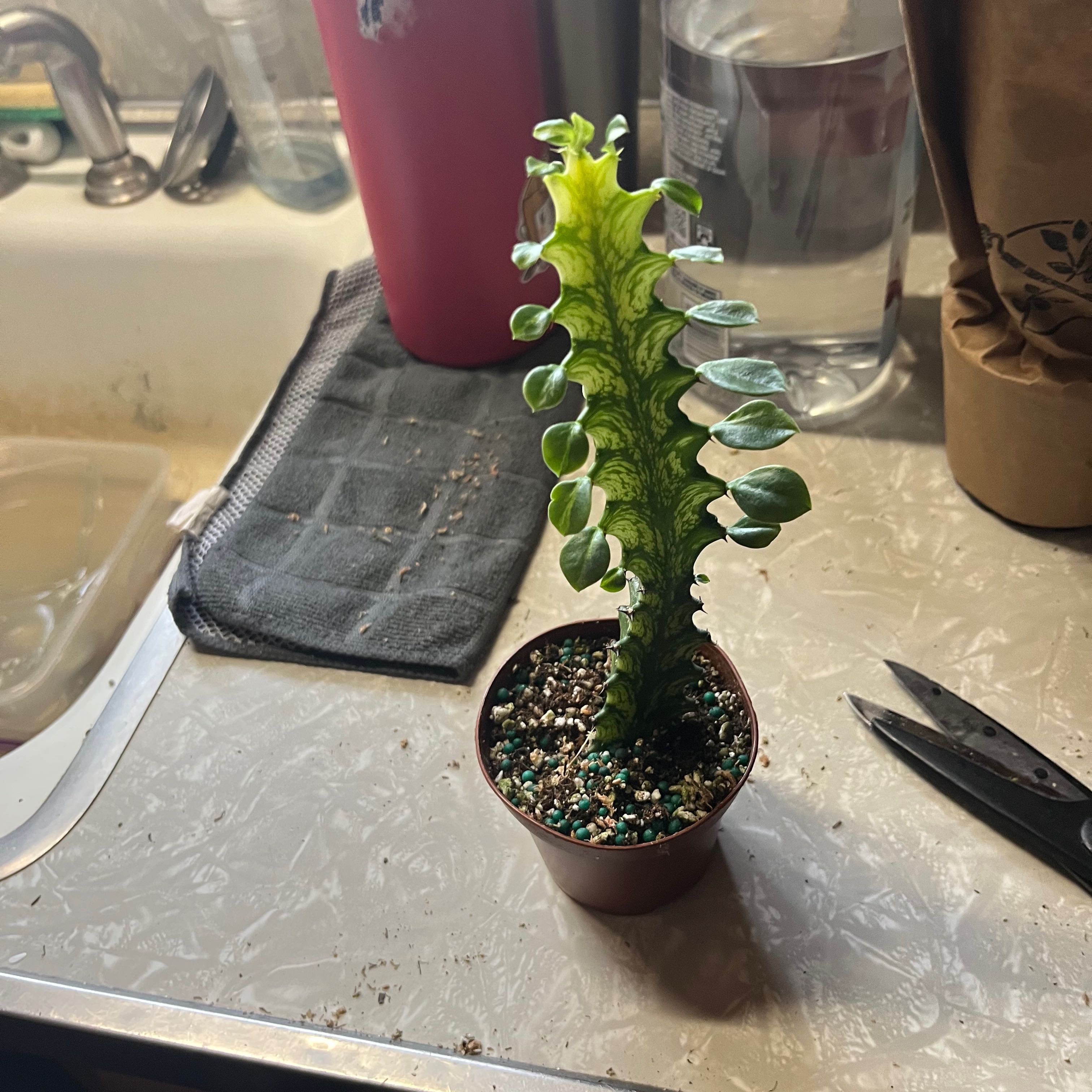 Photo of the plant species Variegated Euphorbia mayurnathanii by @SuperbWormseed named Rihanna on Greg, the plant care app
