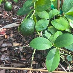 Meyer Lemon Tree plant