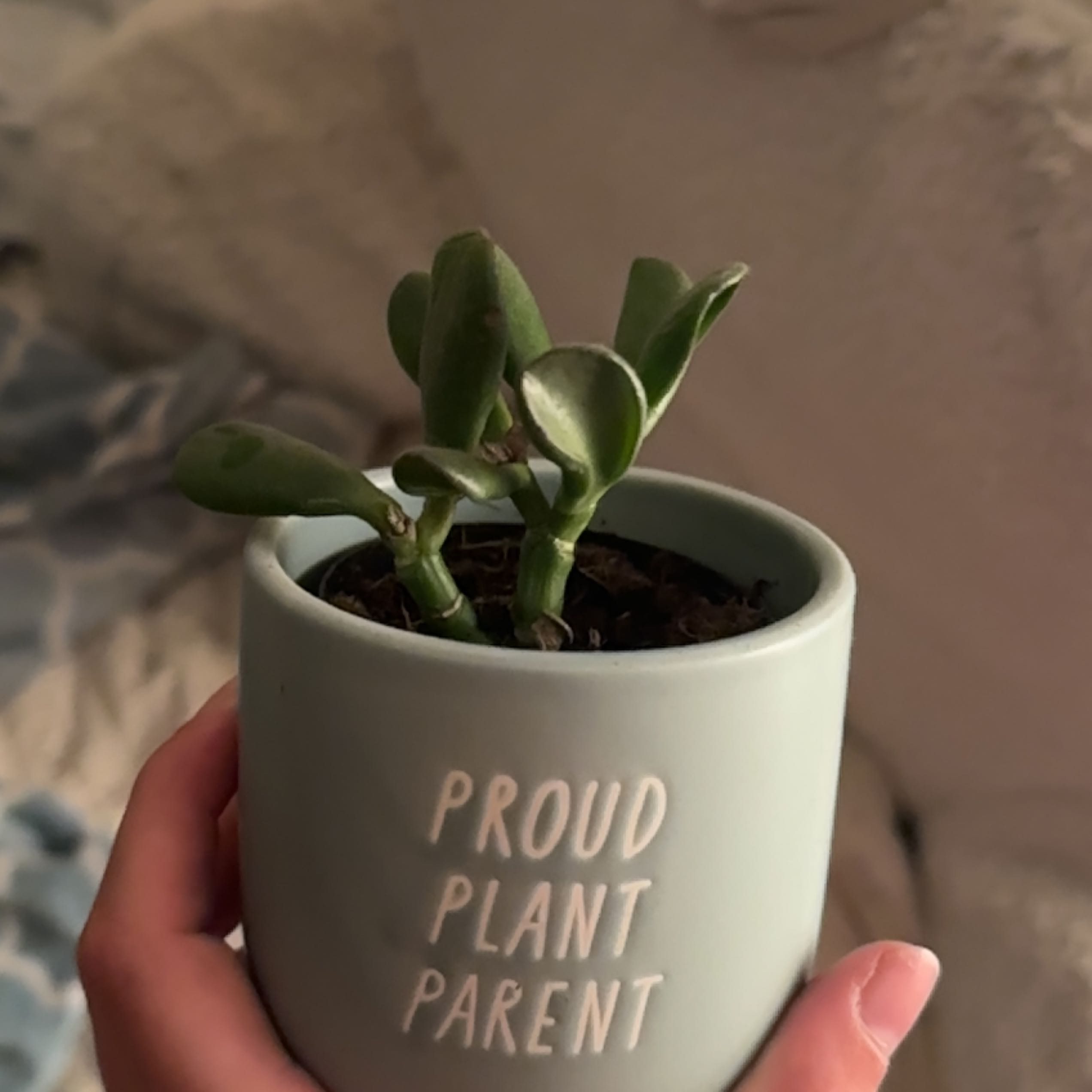Peperomia 'Hope' plant in a pot held by a hand, with visible soil.