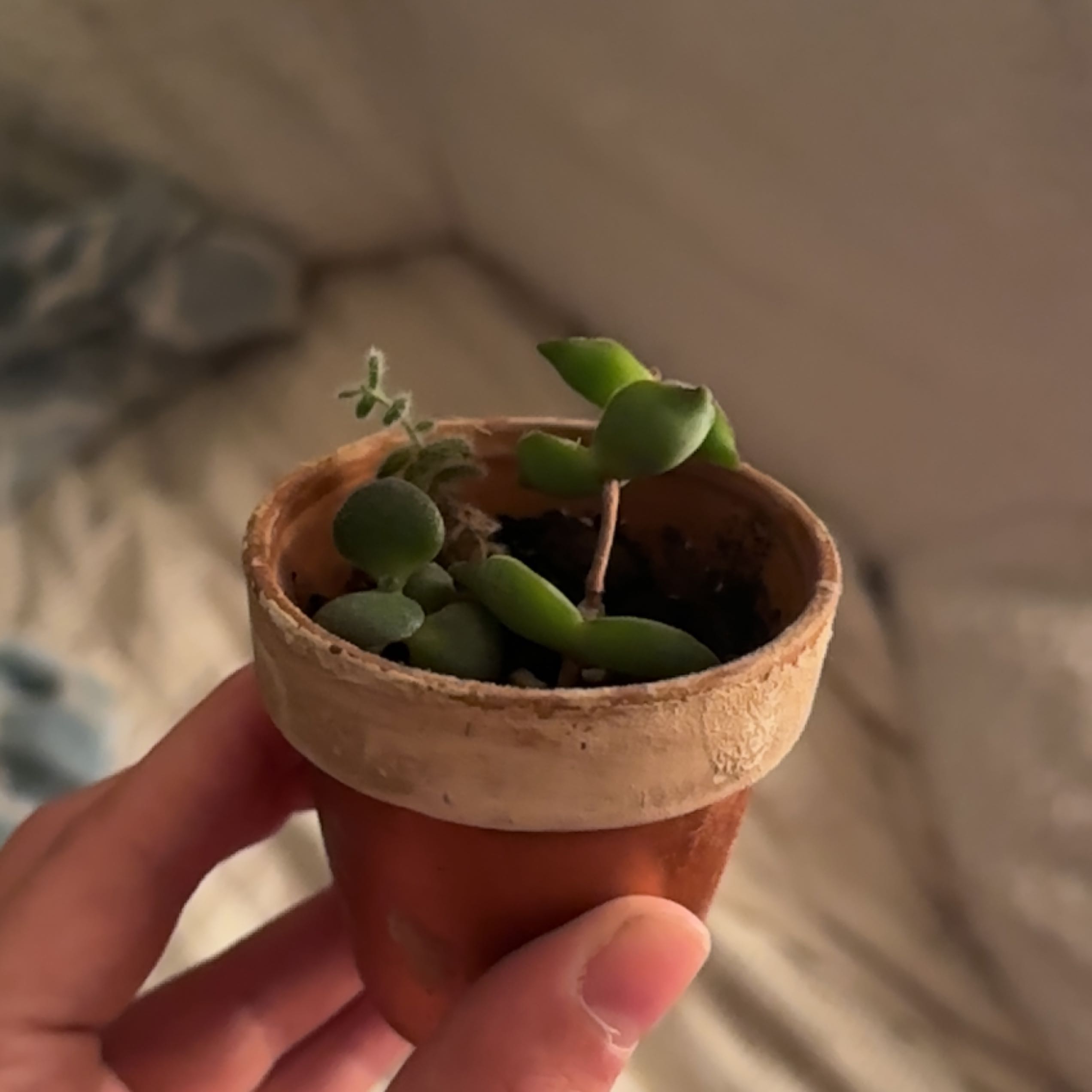 Small potted Bear's Paw succulent with green leaves in a terracotta pot.