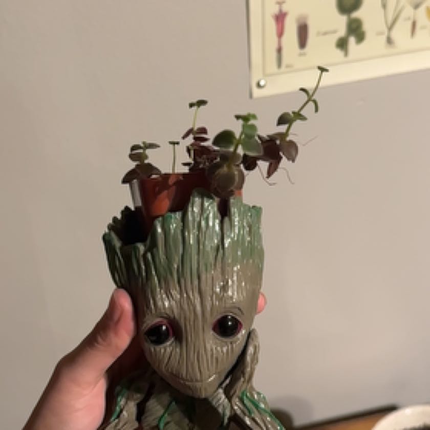 Close-up of a healthy Creeping Inch Plant with green and burgundy variegated leaves growing in a whimsical tree stump pot.