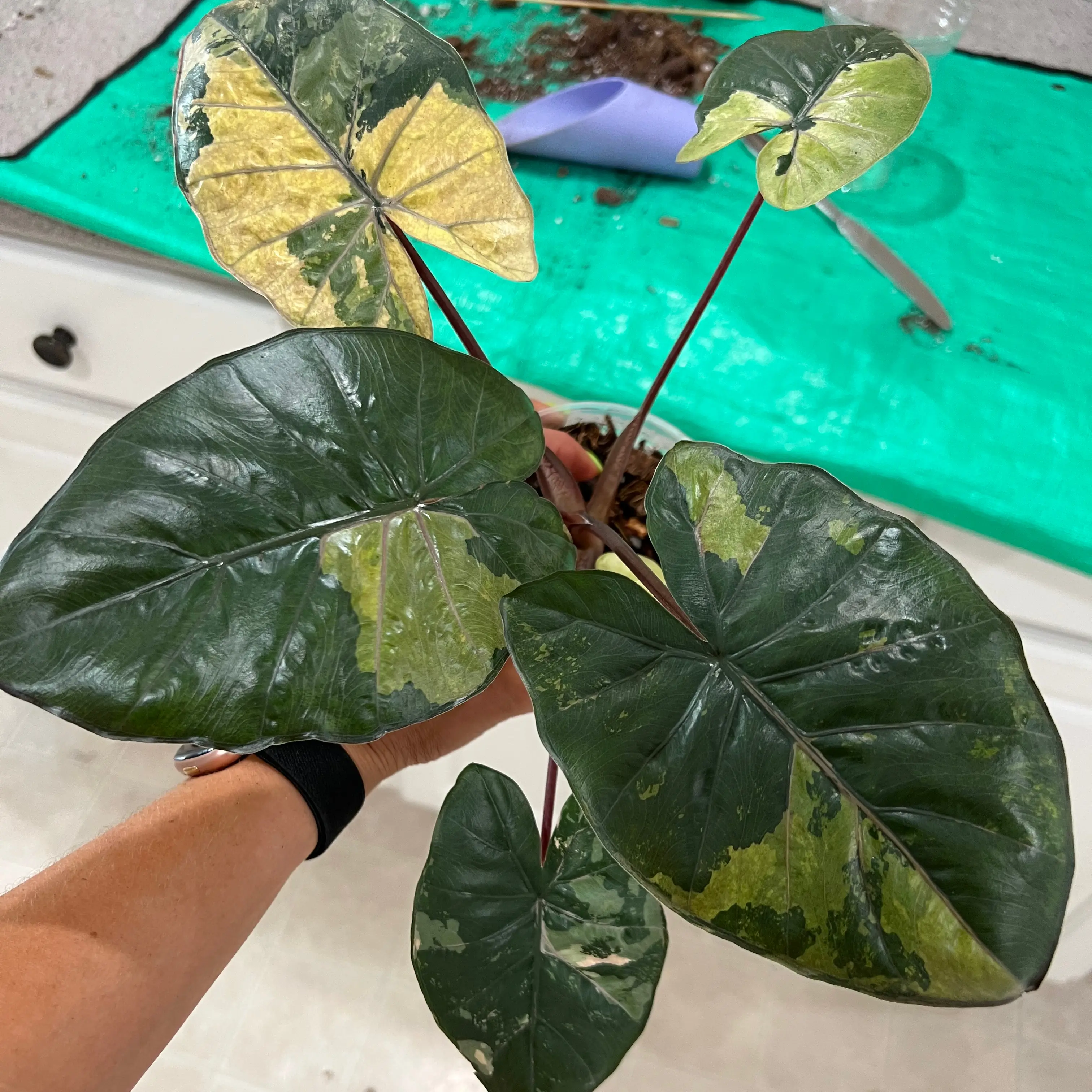 Photo of the plant species Alocasia Yucatan Princess Variegata by @PlantZaddyB named Princess Yuri on Greg, the plant care app