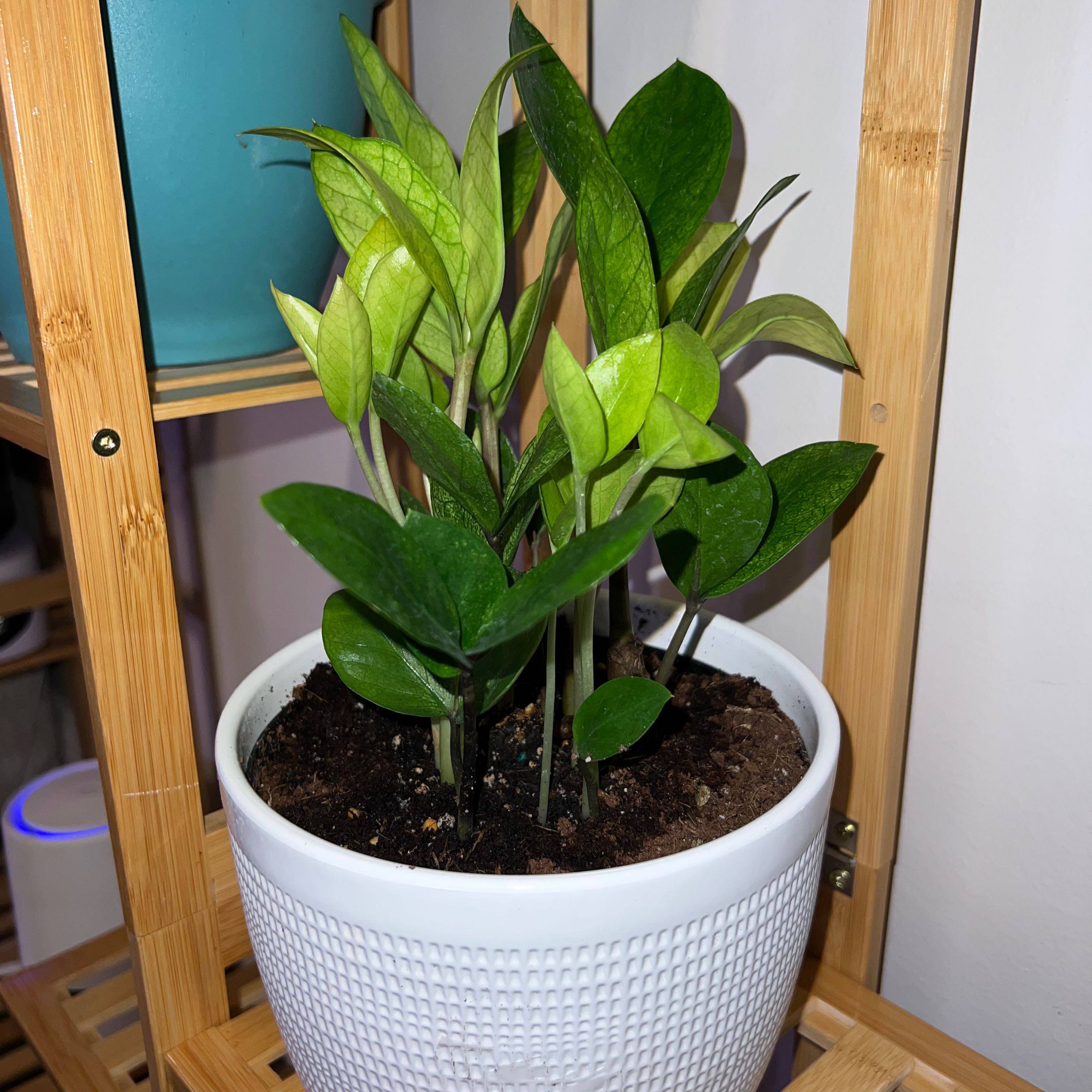 Chameleon ZZ Plant in a white pot on a wooden shelf, healthy green leaves.