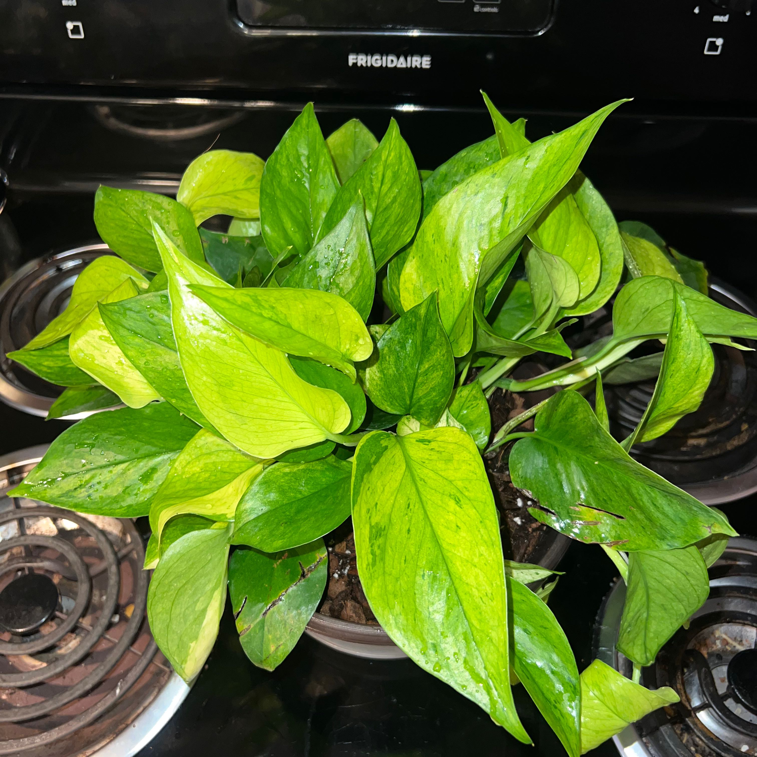 Jessenia Pothos plant with some yellowing and browning leaves, placed on a stove.
