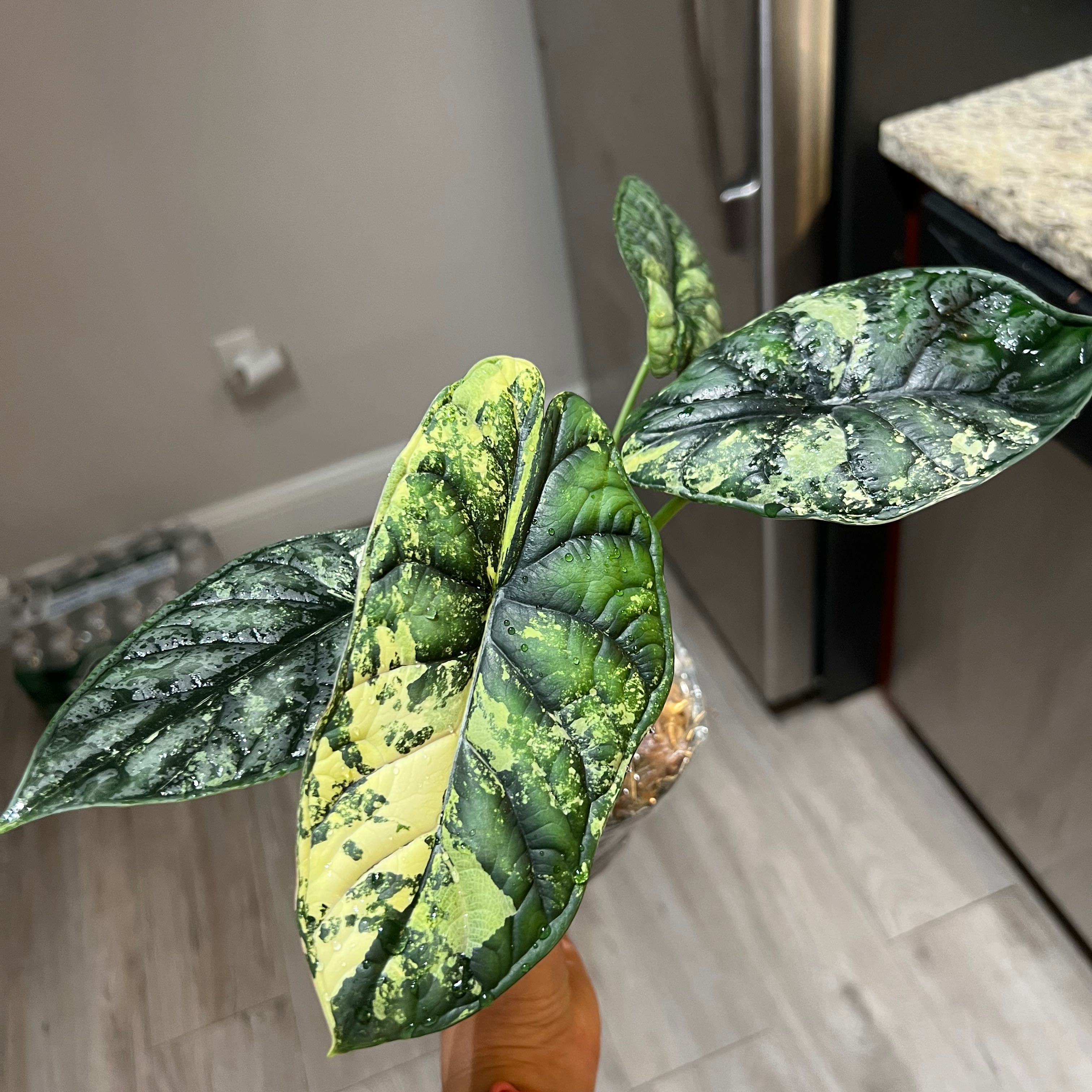 Photo of the plant species Var Dragon Scale by @PlantZaddyB named Stormcloud on Greg, the plant care app
